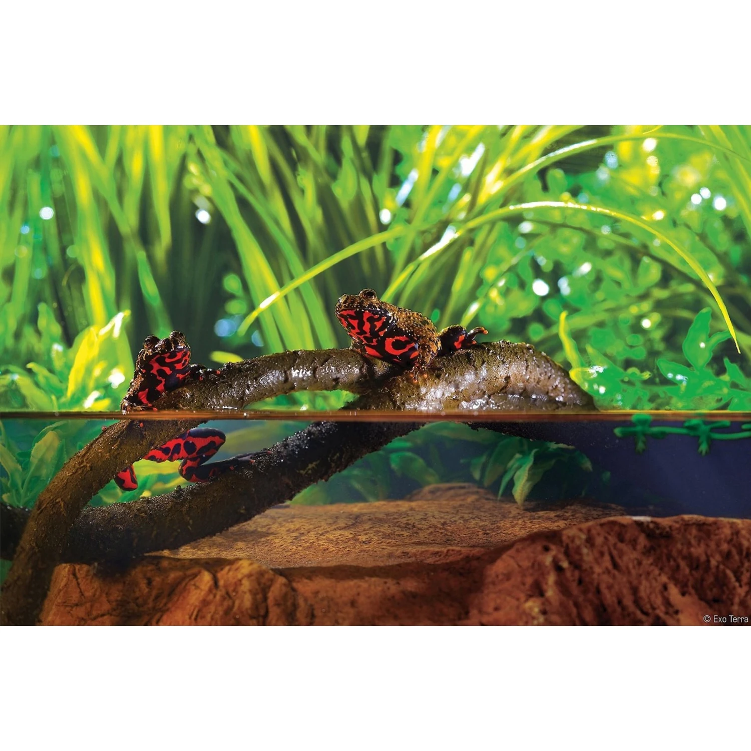 Exo Terra Jungle Vine For Reptiles & Amphibians - Image 3