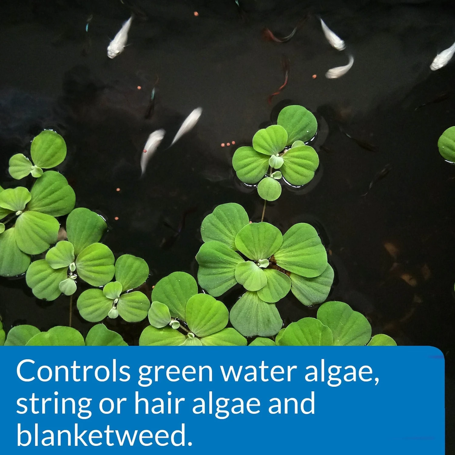 API Pond Algaefix Algae Control Solution - Image 4