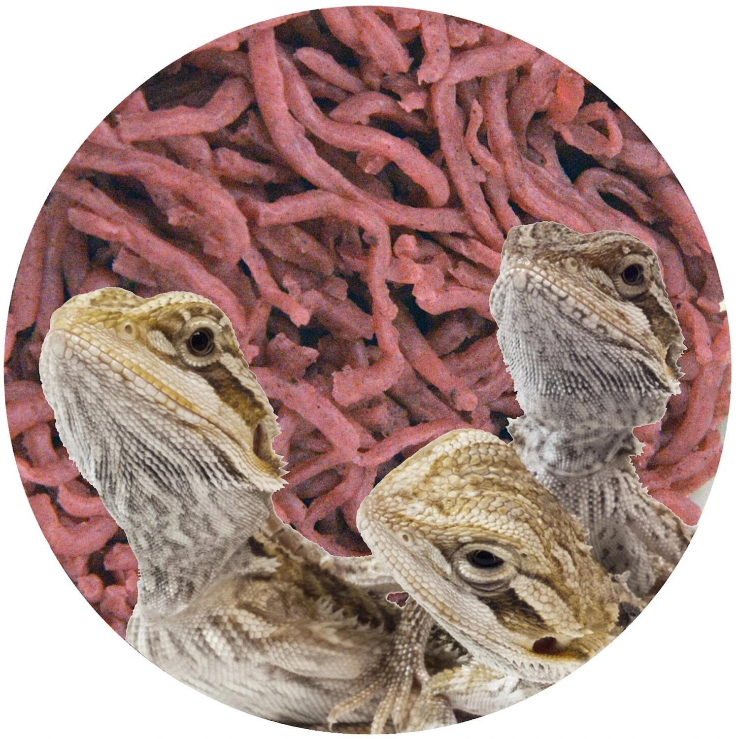 Nature Zone Bites Juvenile Bearded Dragon Food - Image 5