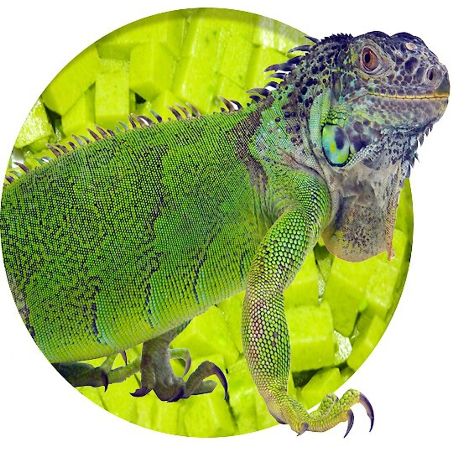 Nature Zone Bites Iguana Food - Image 4