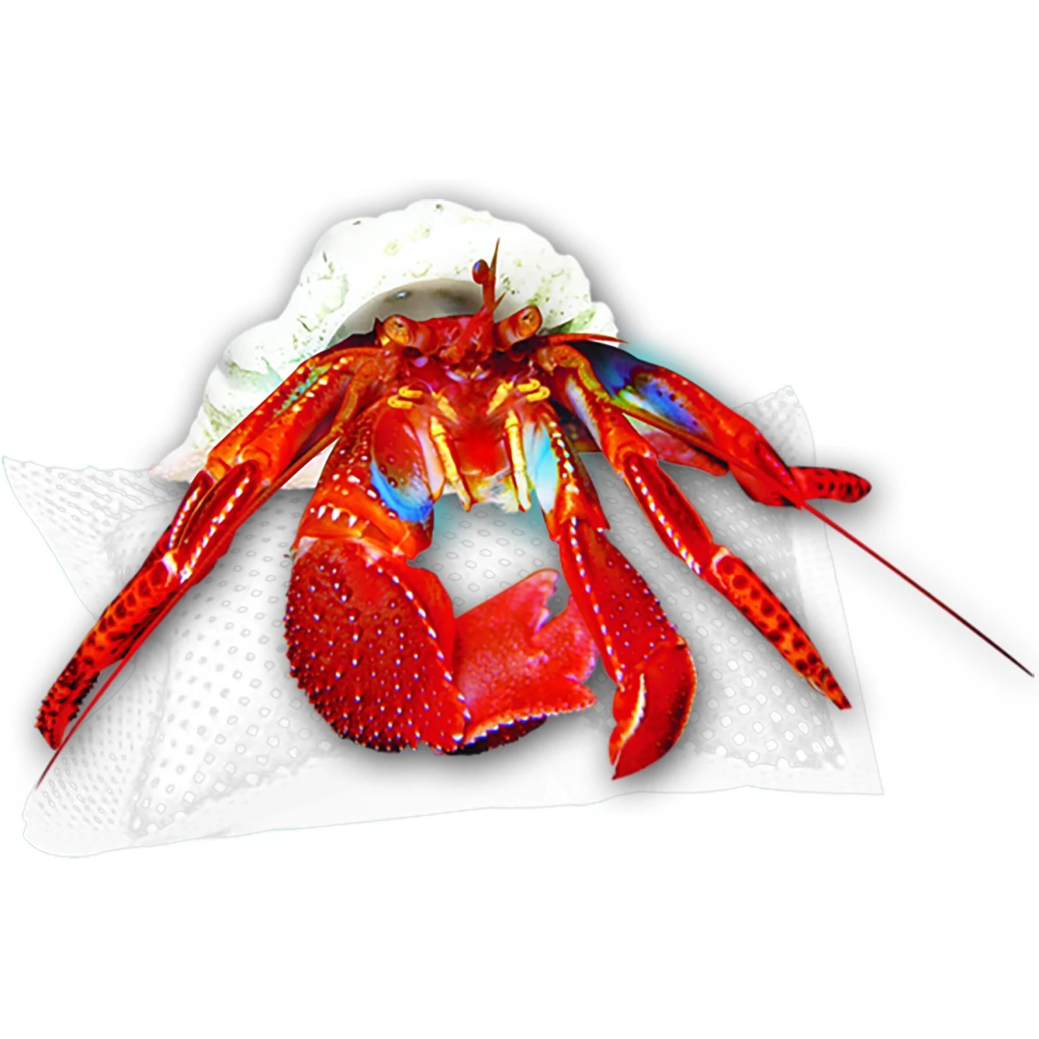 Zilla Reptile Cricket Water Pillows - Image 4