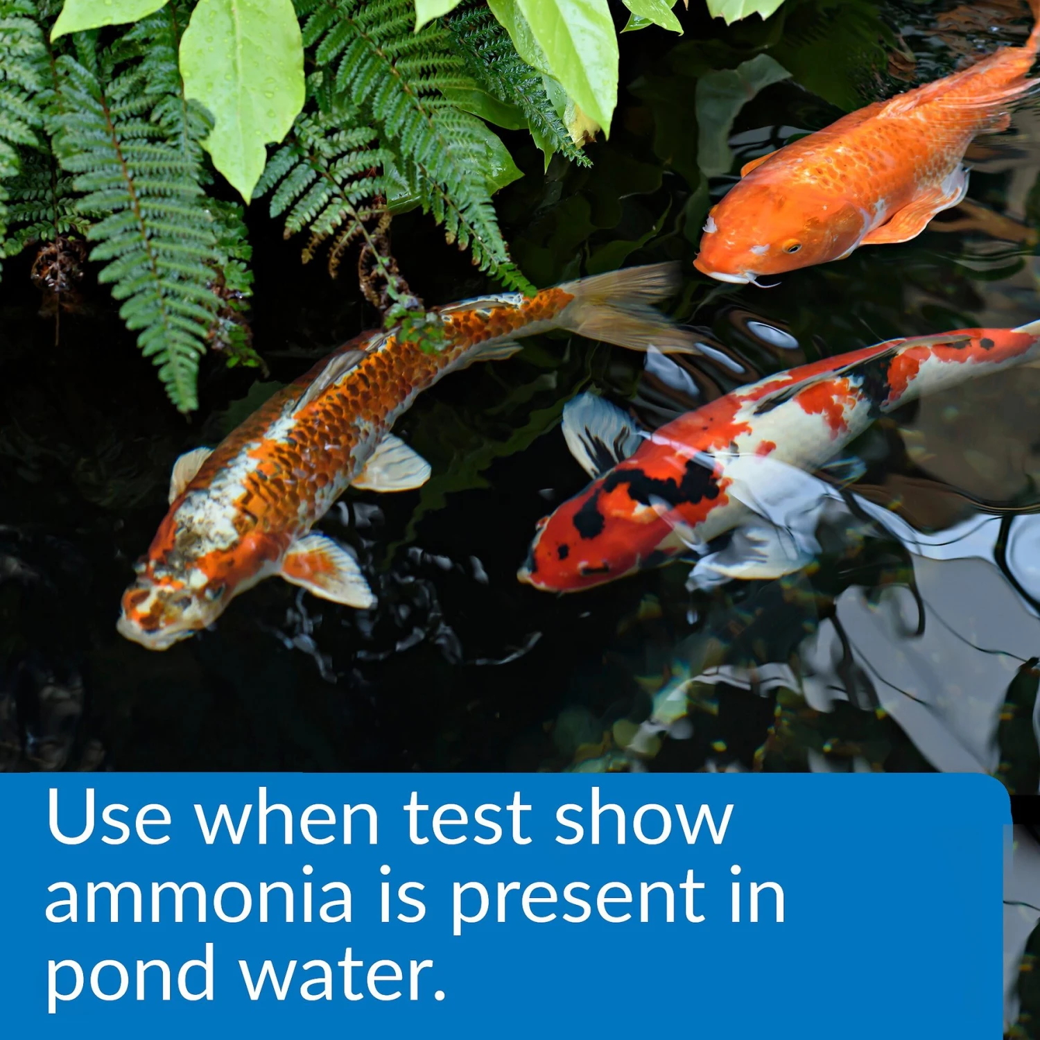 API Pond Ammo-Lock Pond Water Ammonia Detoxifier - Image 3