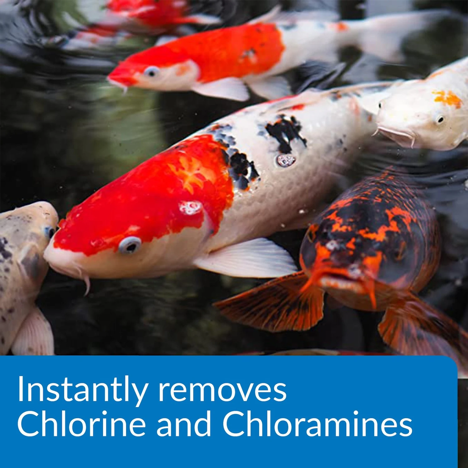 API Pond Ammo-Lock Pond Water Ammonia Detoxifier - Image 4