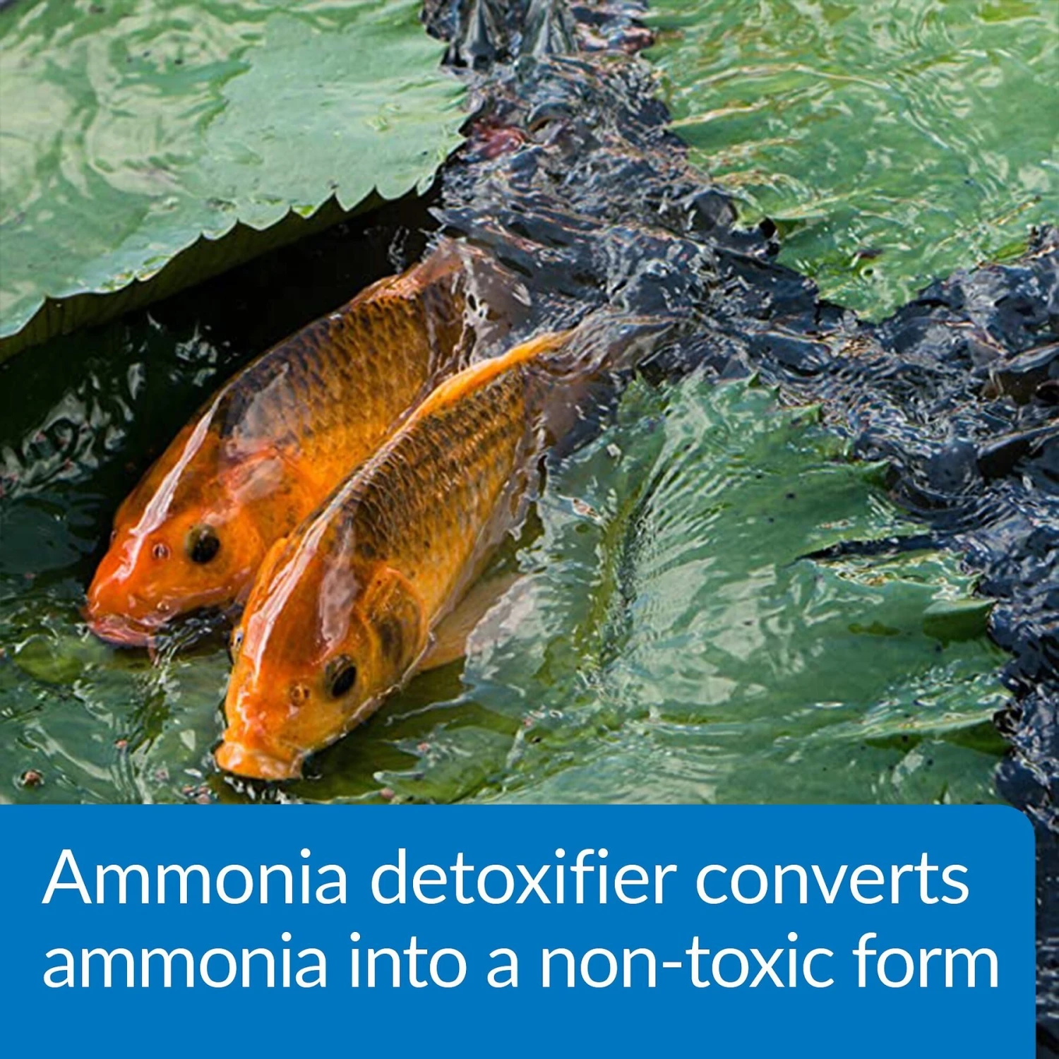 API Pond Ammo-Lock Pond Water Ammonia Detoxifier - Image 5