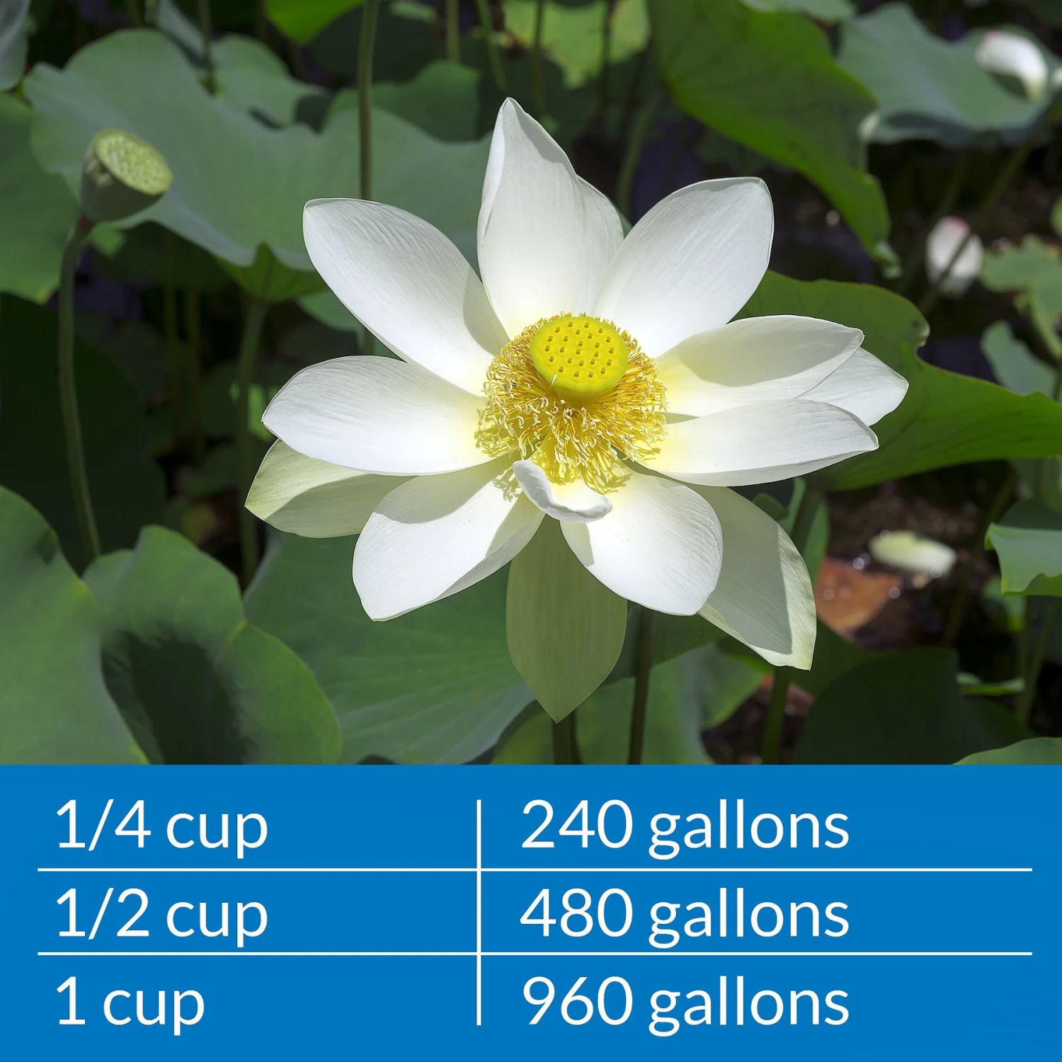 API Pond Ammo-Lock Pond Water Ammonia Detoxifier - Image 7