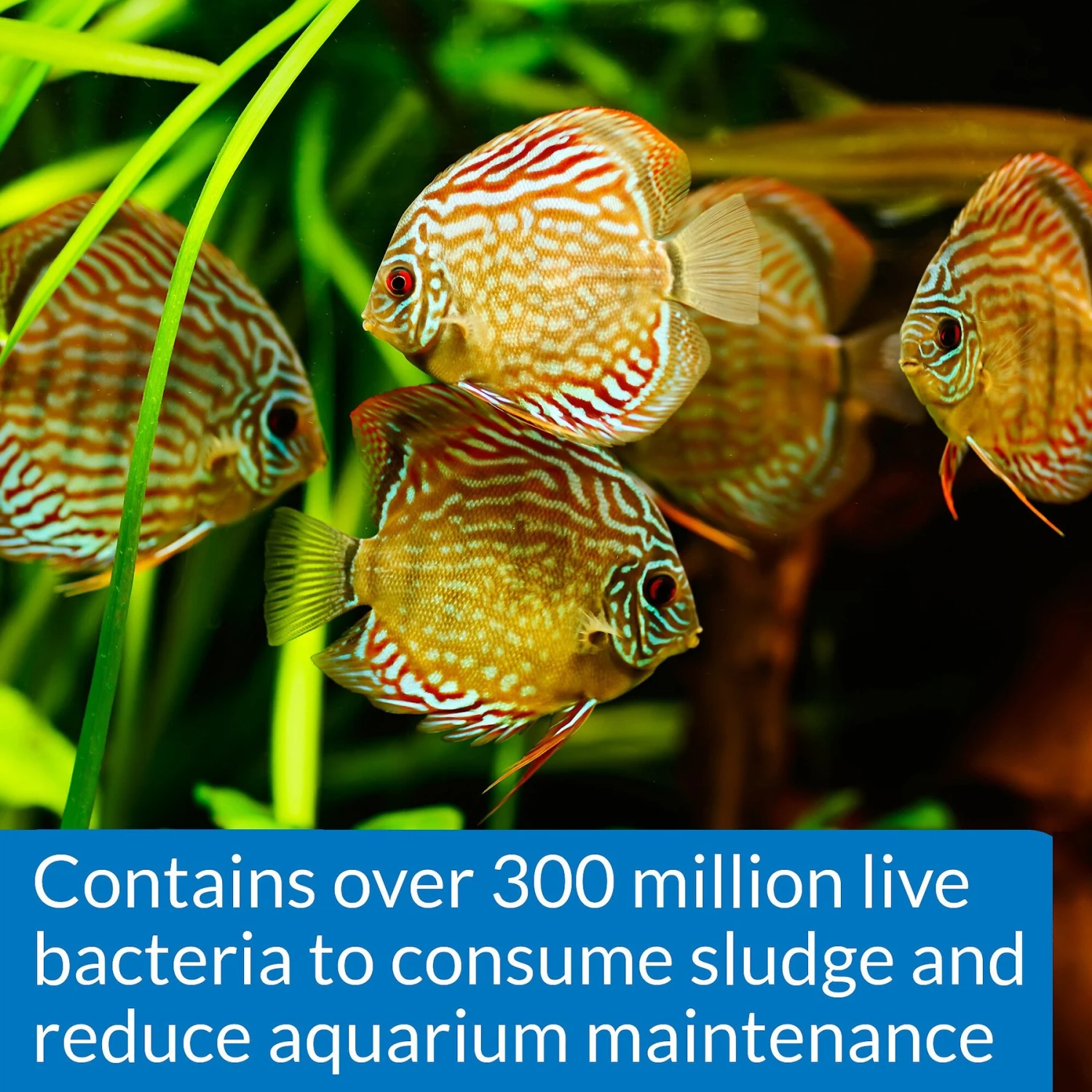 API Stress Zyme Freshwater & Saltwater Aquarium Cleaning Solution - Image 3