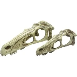 Komodo Raptor Skull