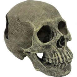 Komodo Full Human Skull, Medium