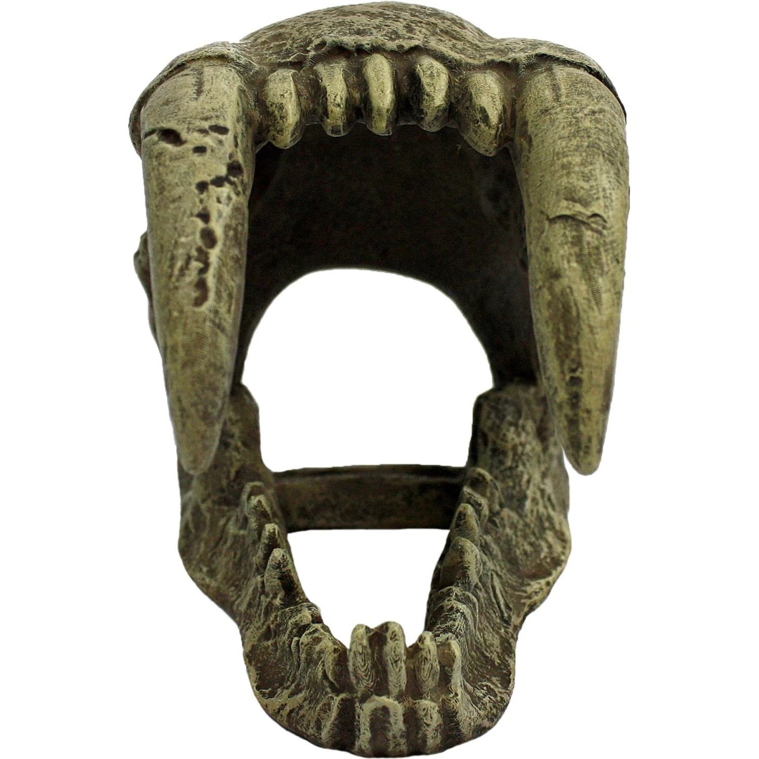 Komodo Large Saber Tooth Skull, Medium - Image 2