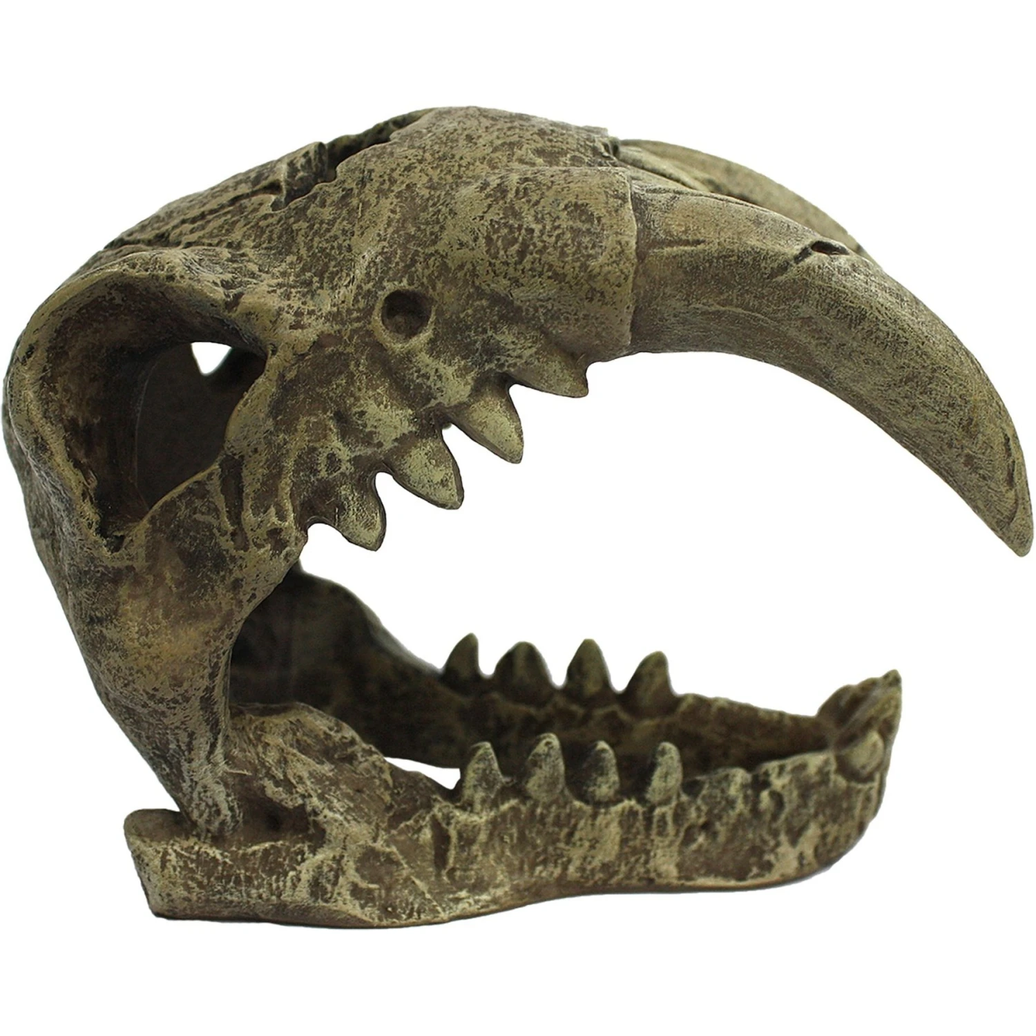 Komodo Large Saber Tooth Skull, Medium - Image 3