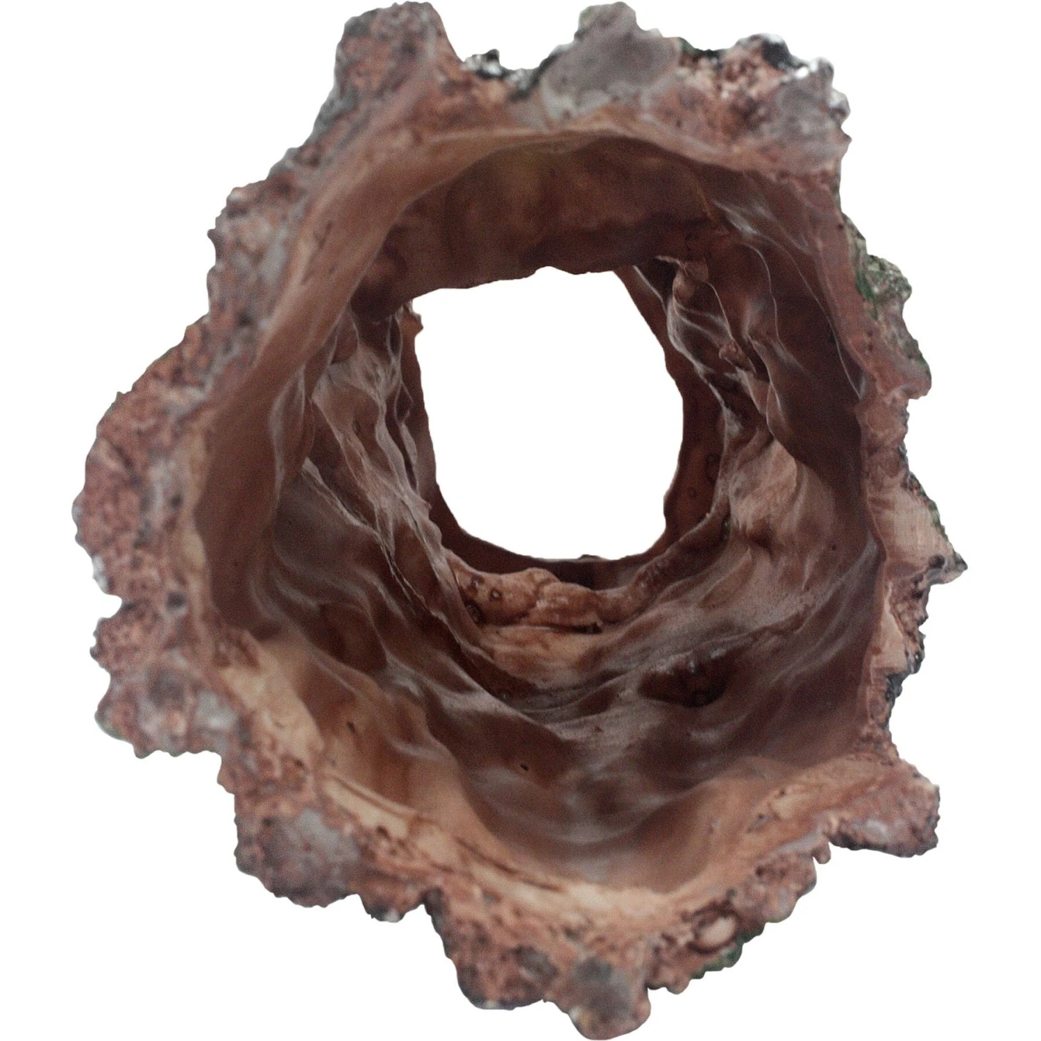 Komodo Forest Log - Image 2