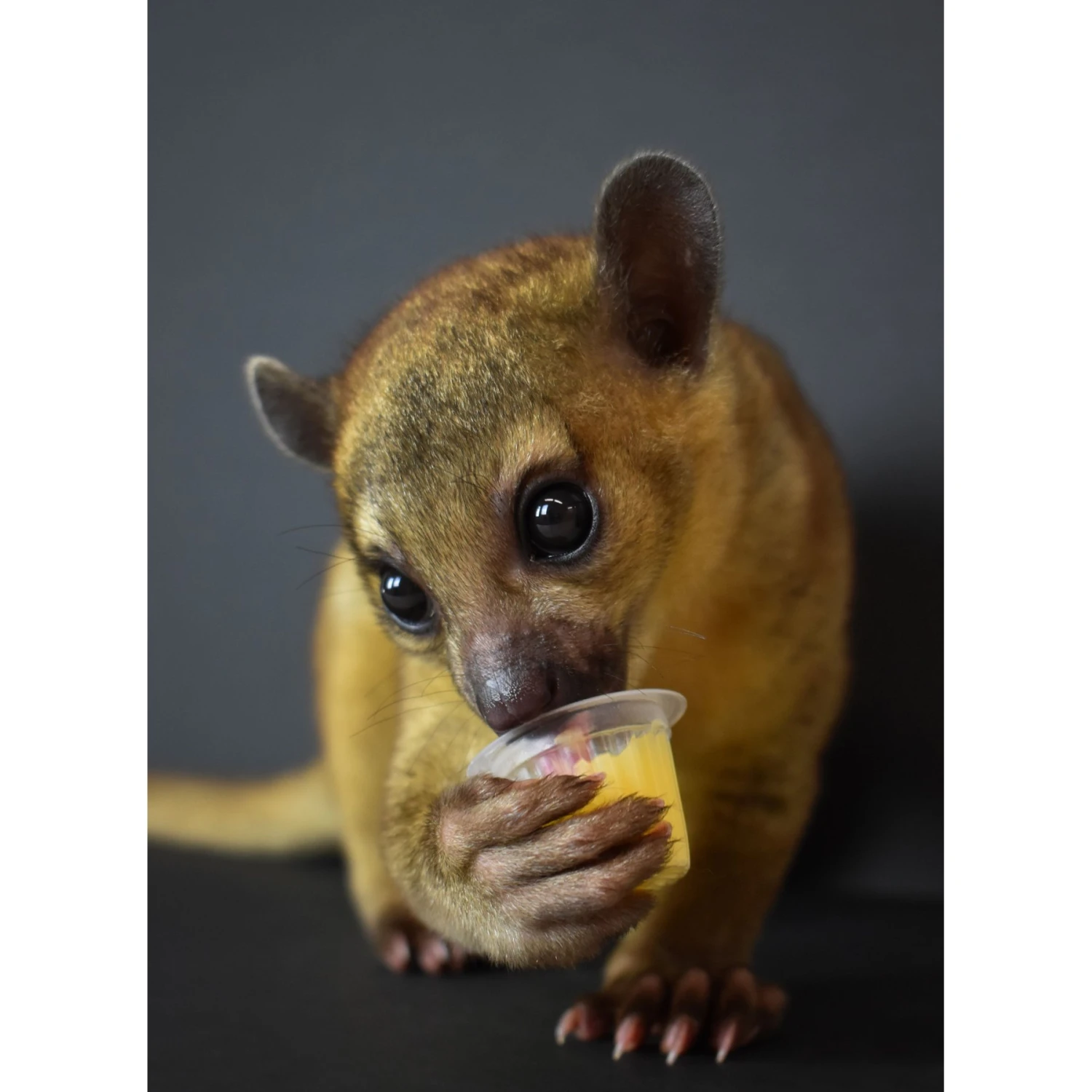 Komodo Jelly Pots Reptile Food - Image 5