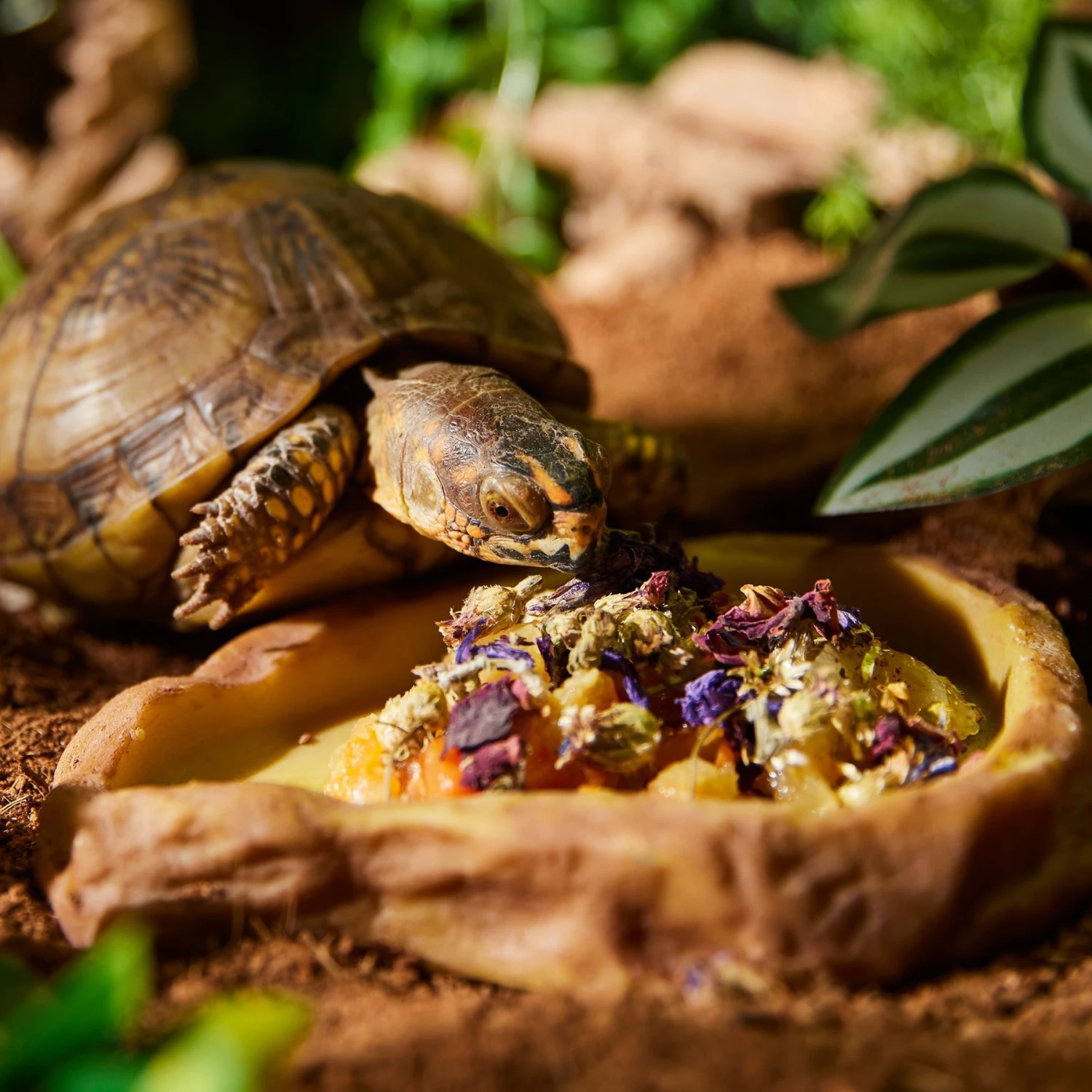 Zoo Med Tortoise & Box Turtle Flower Food Topper, 6-g Bag - Image 4