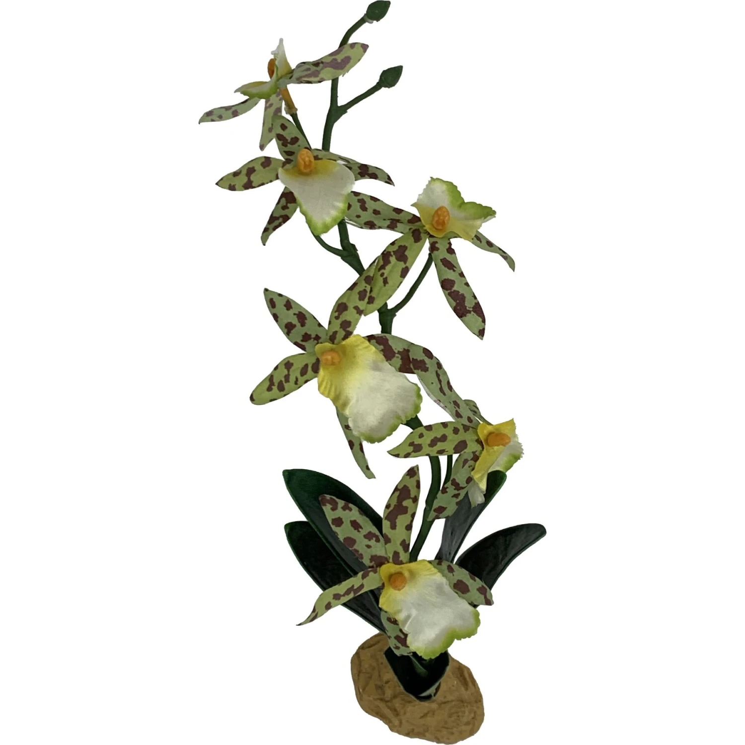 Komodo Spider Orchid Terrarium Plant - Image 2