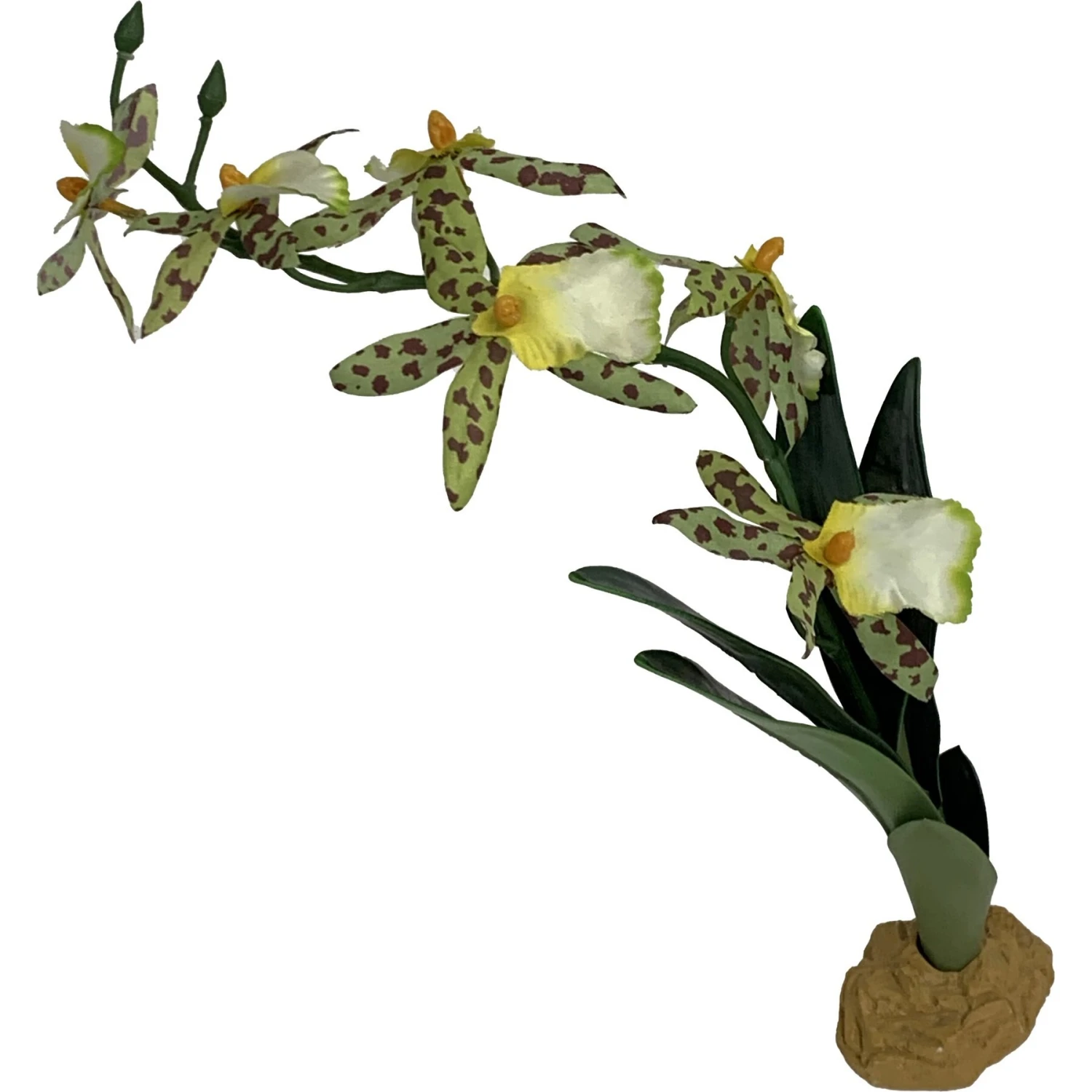 Komodo Spider Orchid Terrarium Plant - Image 3