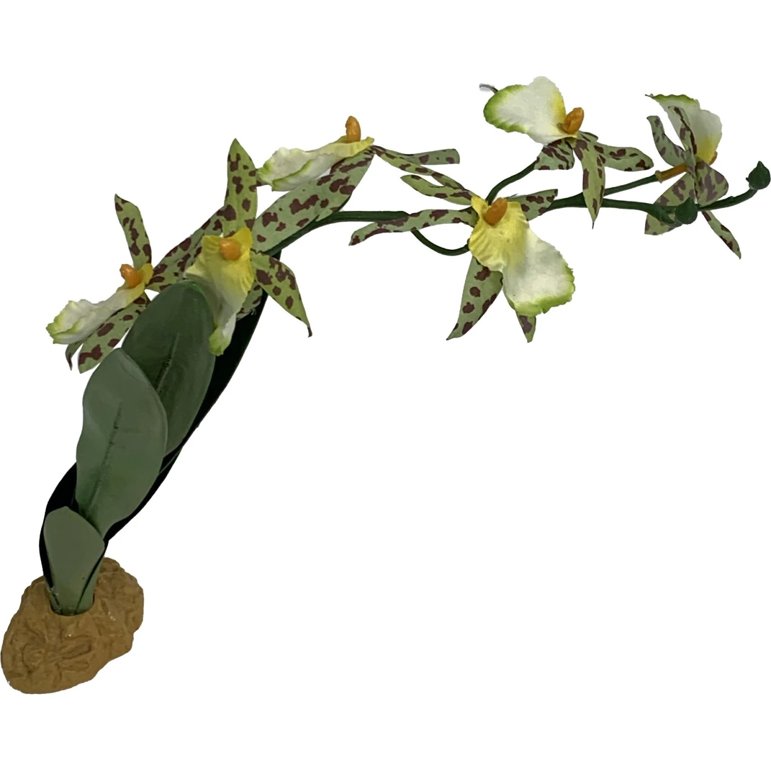 Komodo Spider Orchid Terrarium Plant - Image 4