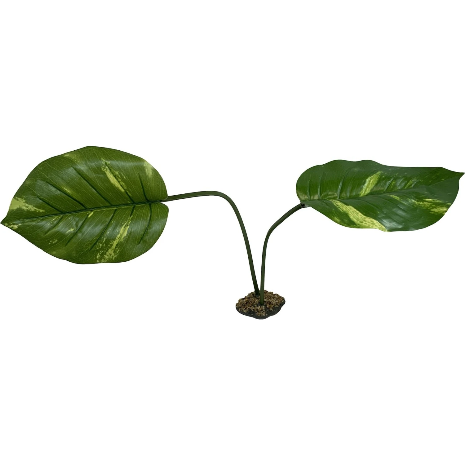 Komodo Jumbo Guiana Terrarium Plant