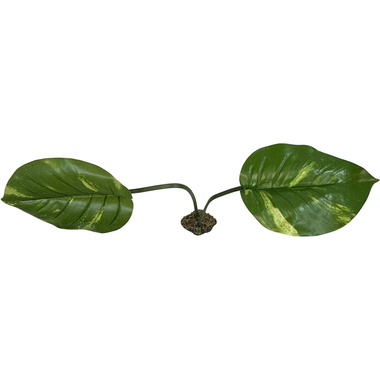 Komodo Jumbo Guiana Terrarium Plant - Image 2