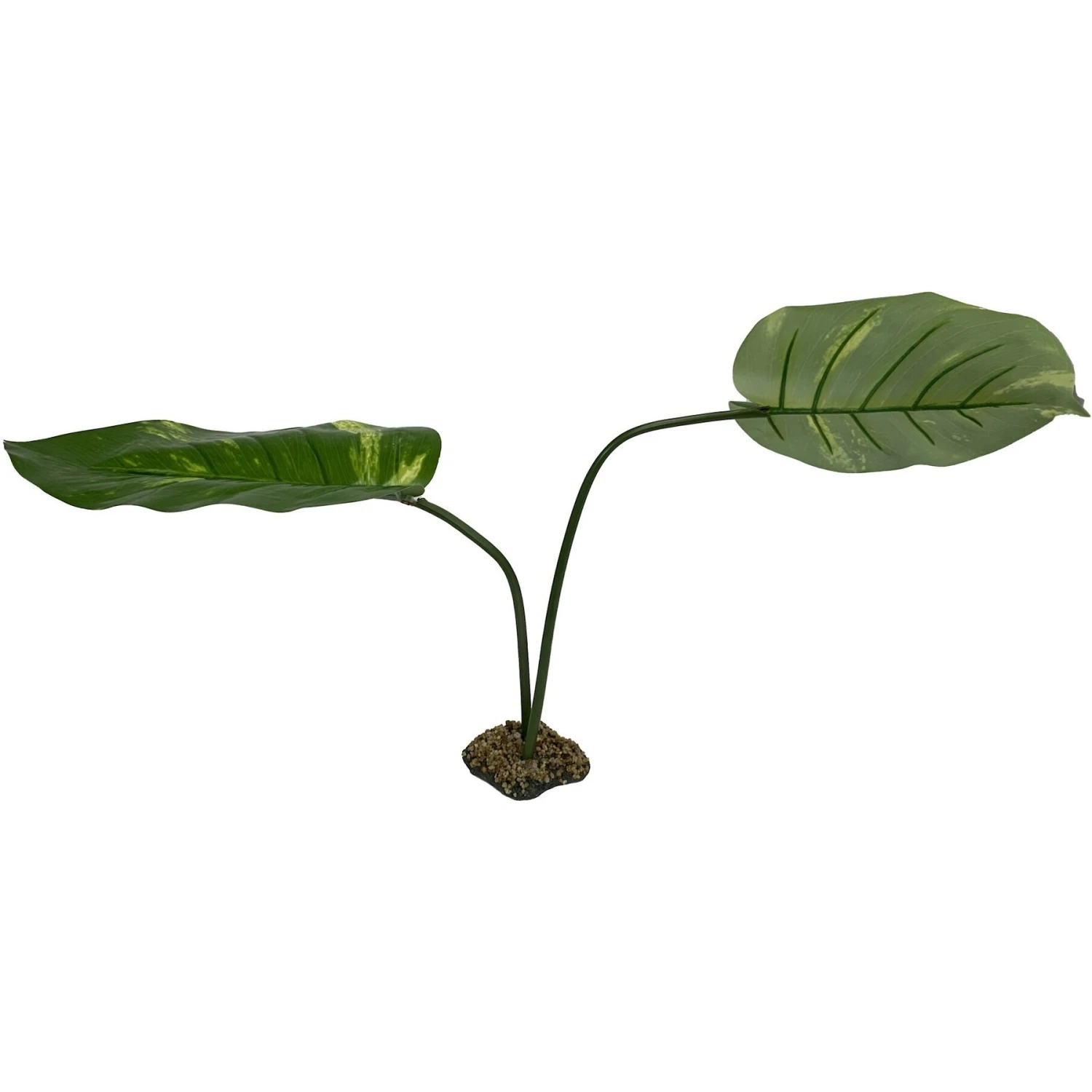 Komodo Jumbo Guiana Terrarium Plant - Image 3
