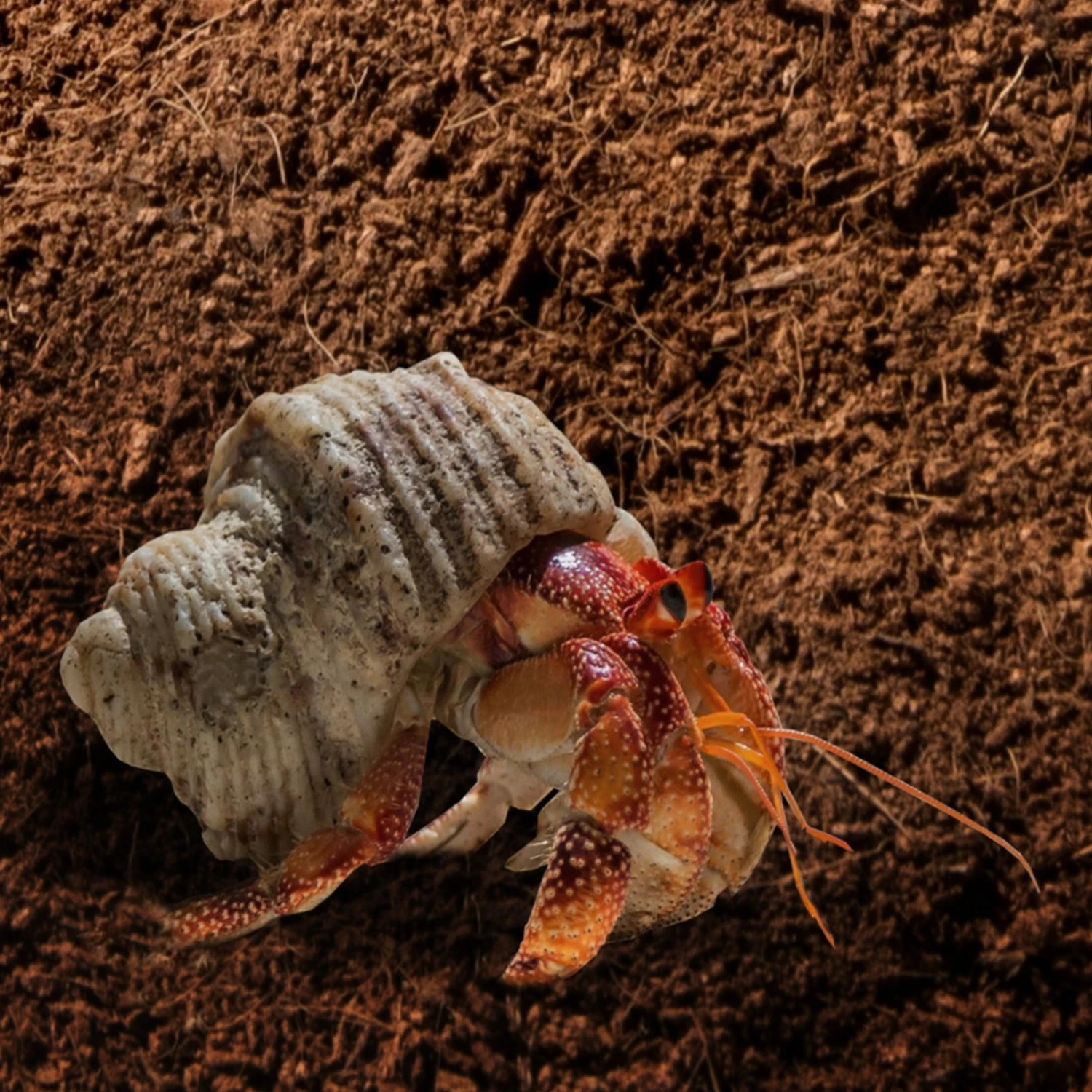 Galapagos Hermit Crab Soil, 8-qt Brick - Image 2