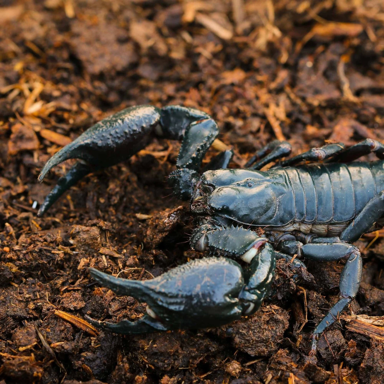 Galapagos Tropicoco Coconut Soil Invertebrate Bedding, 8-qt Brick - Image 3