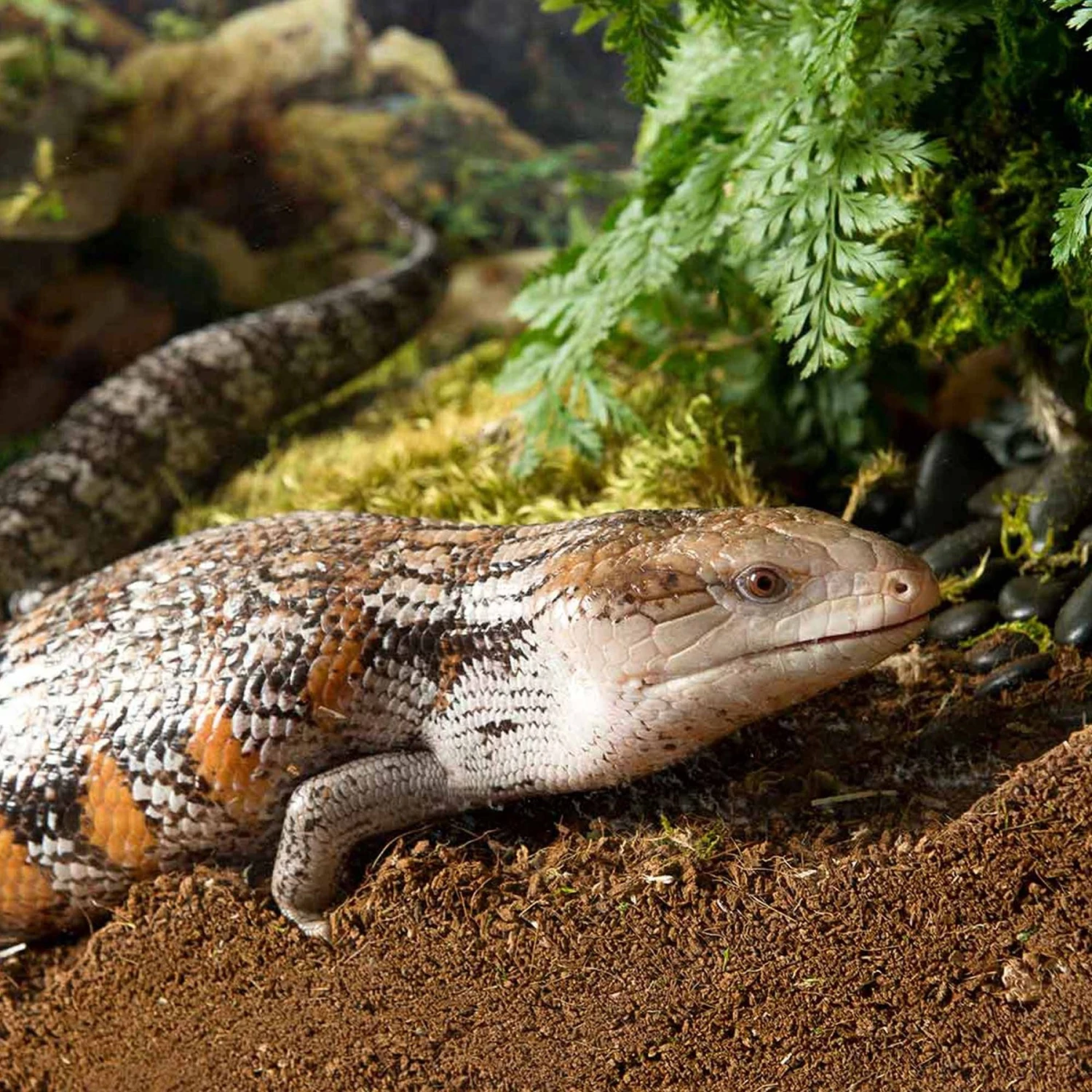 Galapagos Tropicoco Coconut Soil Tropical Reptile & Amphibian Bedding, 8-qt Brick - Image 3