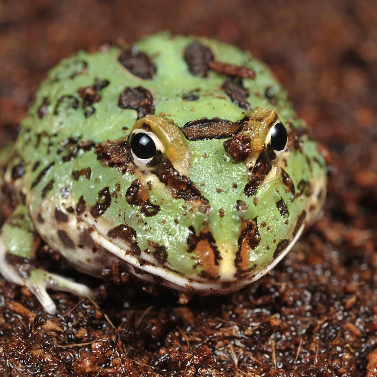 Galapagos Tropicoco Coconut Soil Tropical Reptile & Amphibian Bedding, 8-qt Brick - Image 5