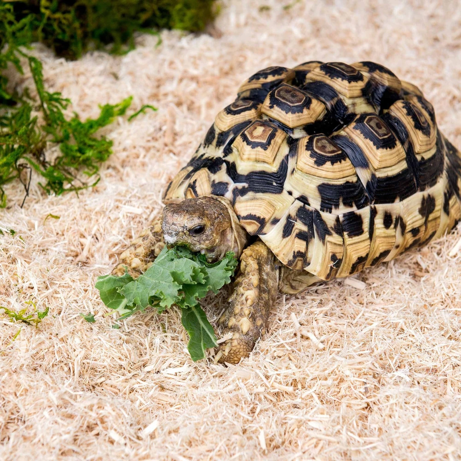 Galapagos Aspen Digs Natural Aspen Reptile Terrarium Bedding, 8-qt Bag - Image 3