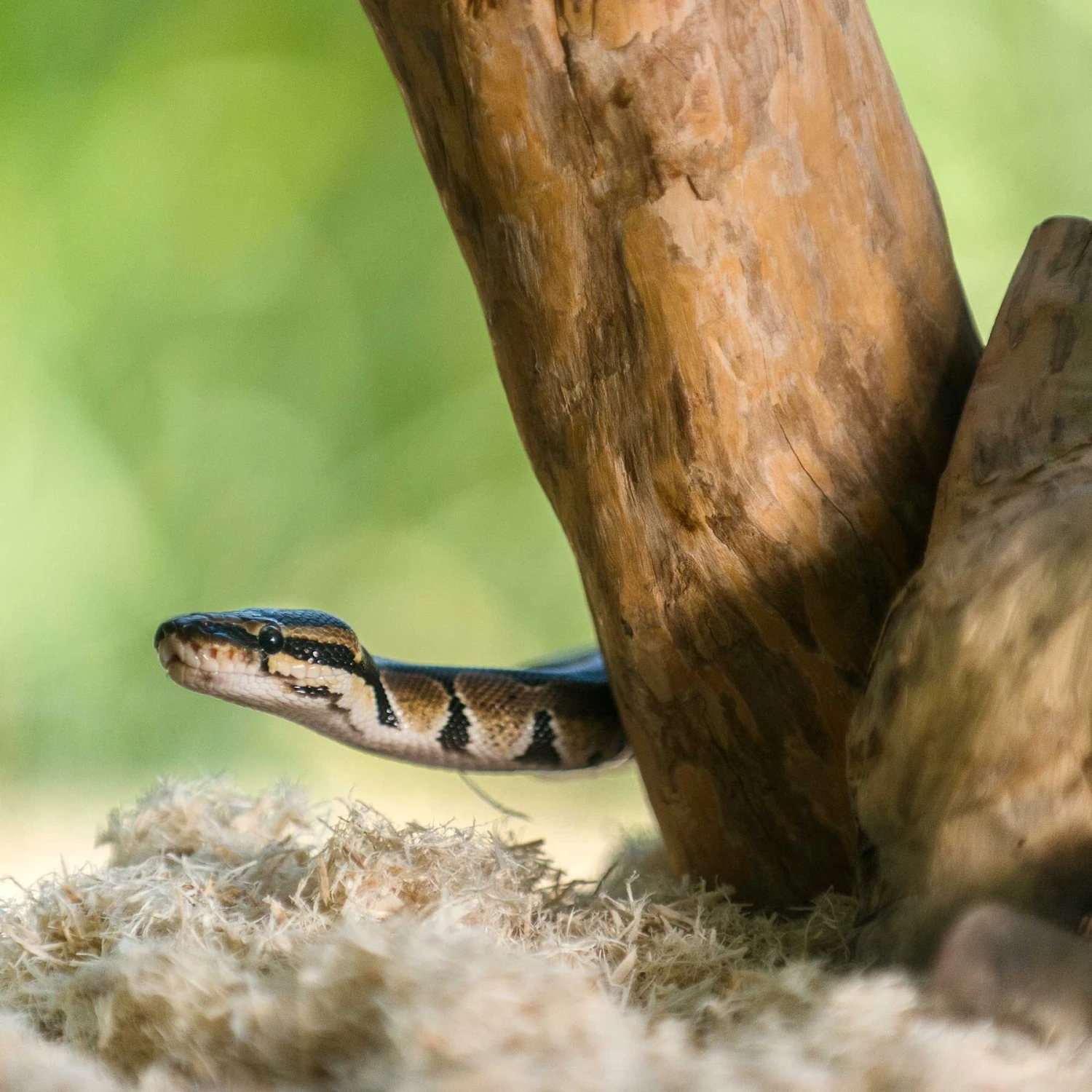 Galapagos Aspen Digs Natural Aspen Reptile Terrarium Bedding, 8-qt Bag - Image 4