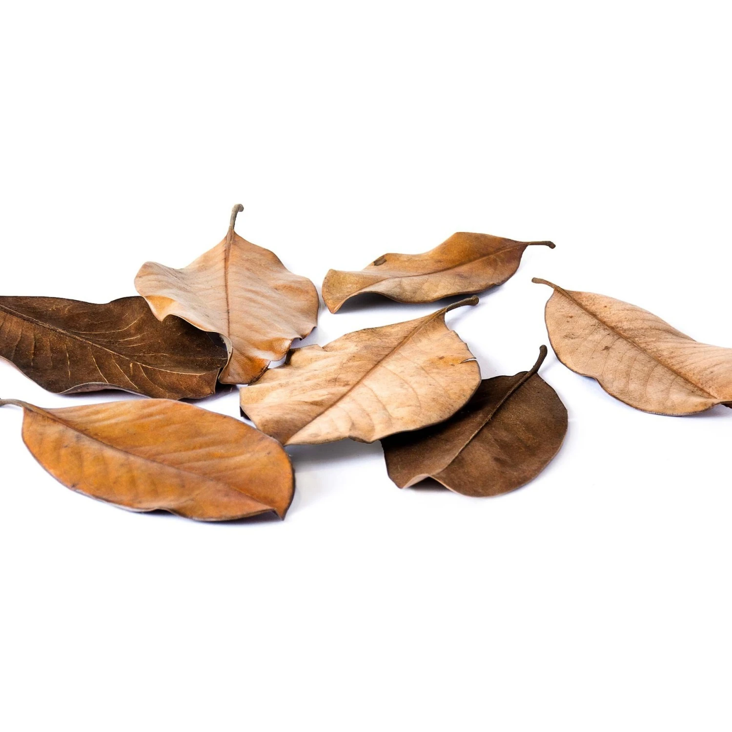 Galapagos Magnolia Terrarium Leaves, 4-qt Bag - Image 5