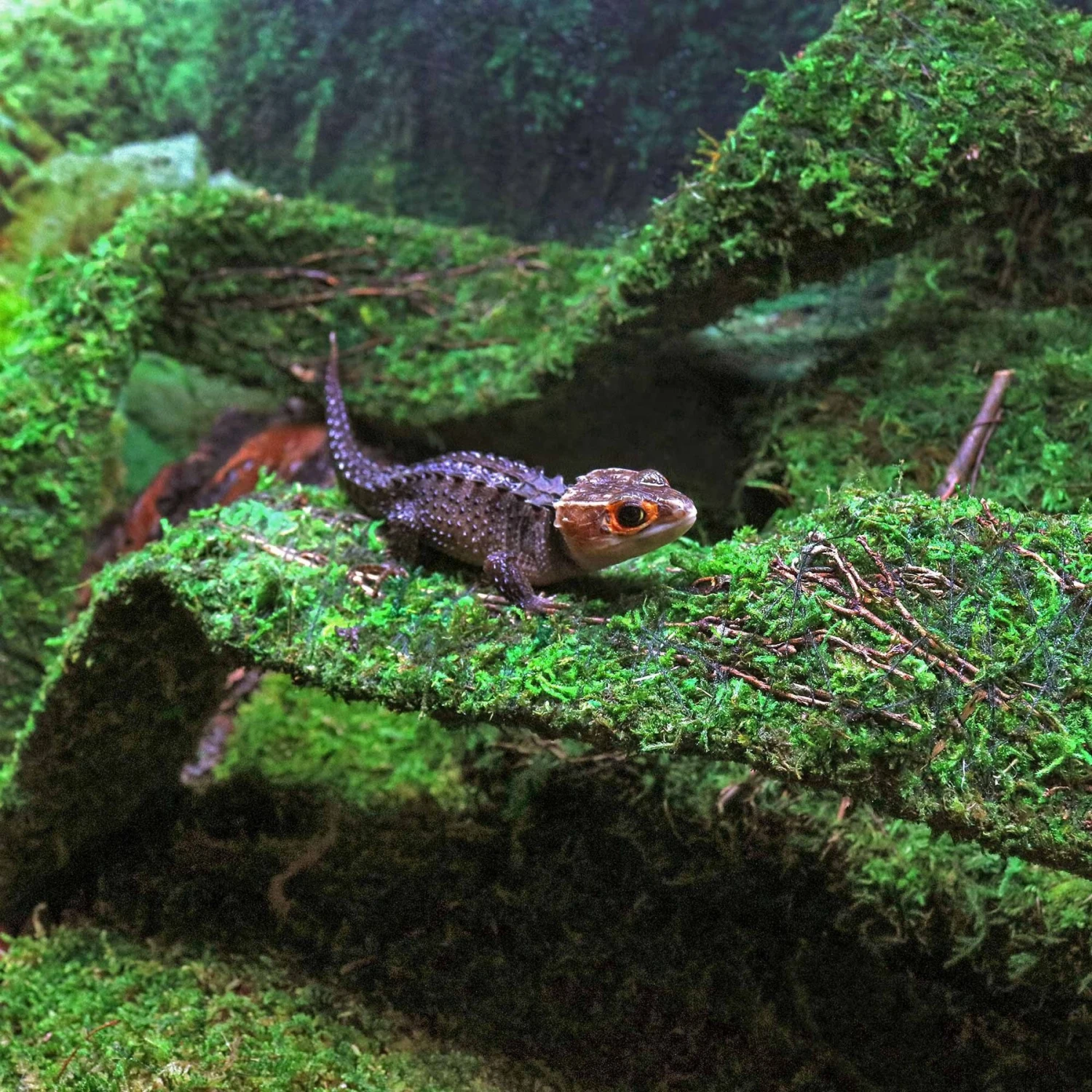 Galapagos Flexible Bridge Terrarium Ornament, Fresh Green - Image 3