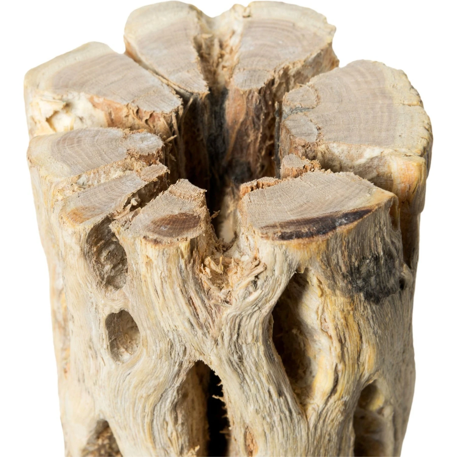 Galapagos Cholla Wood Branch Terrarium Accessory - Image 2
