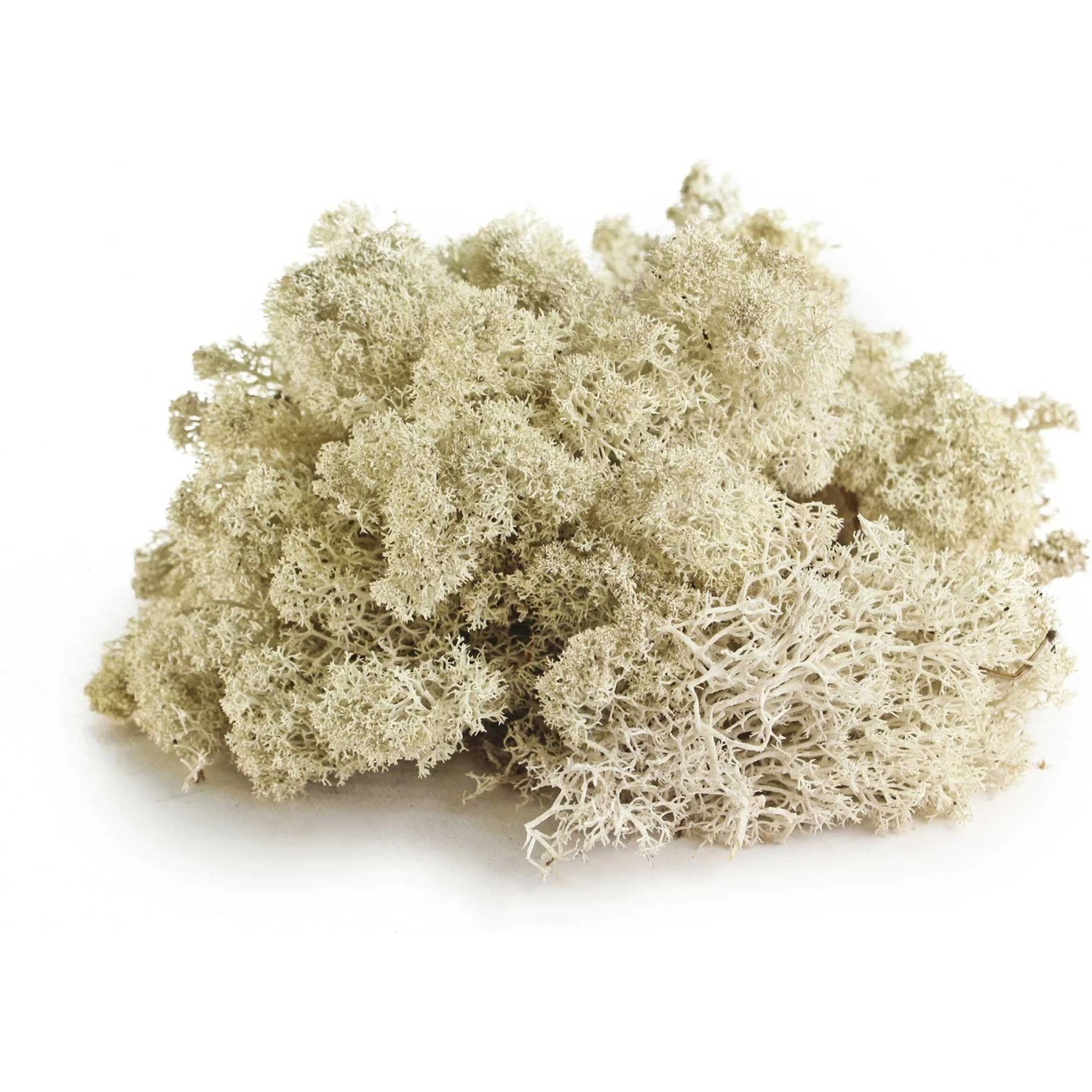 Galapagos Terrarium Starter Kit - Image 3