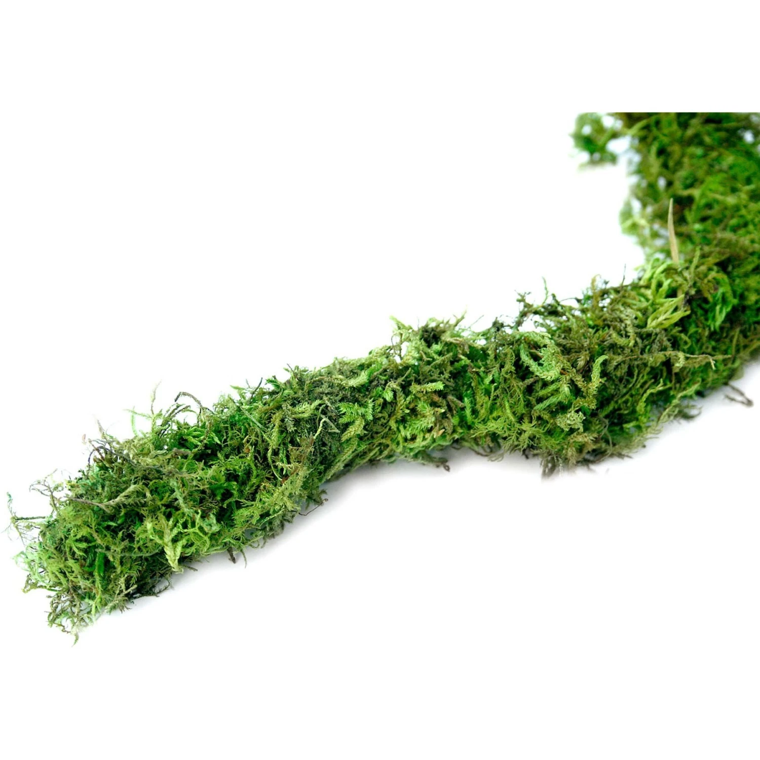 Galapagos Terrarium Starter Kit - Image 8