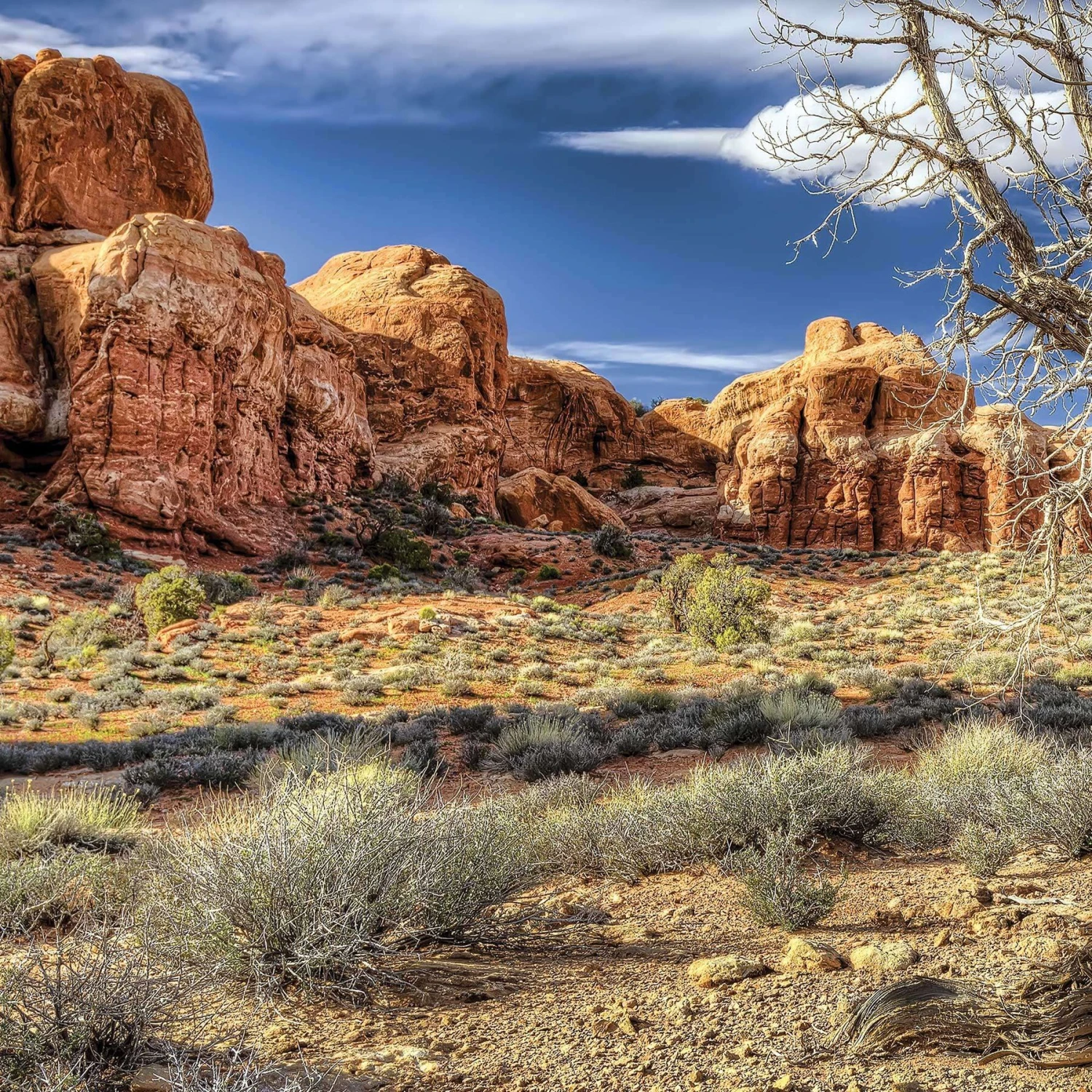 Galapagos Terrarium Background - Image 3