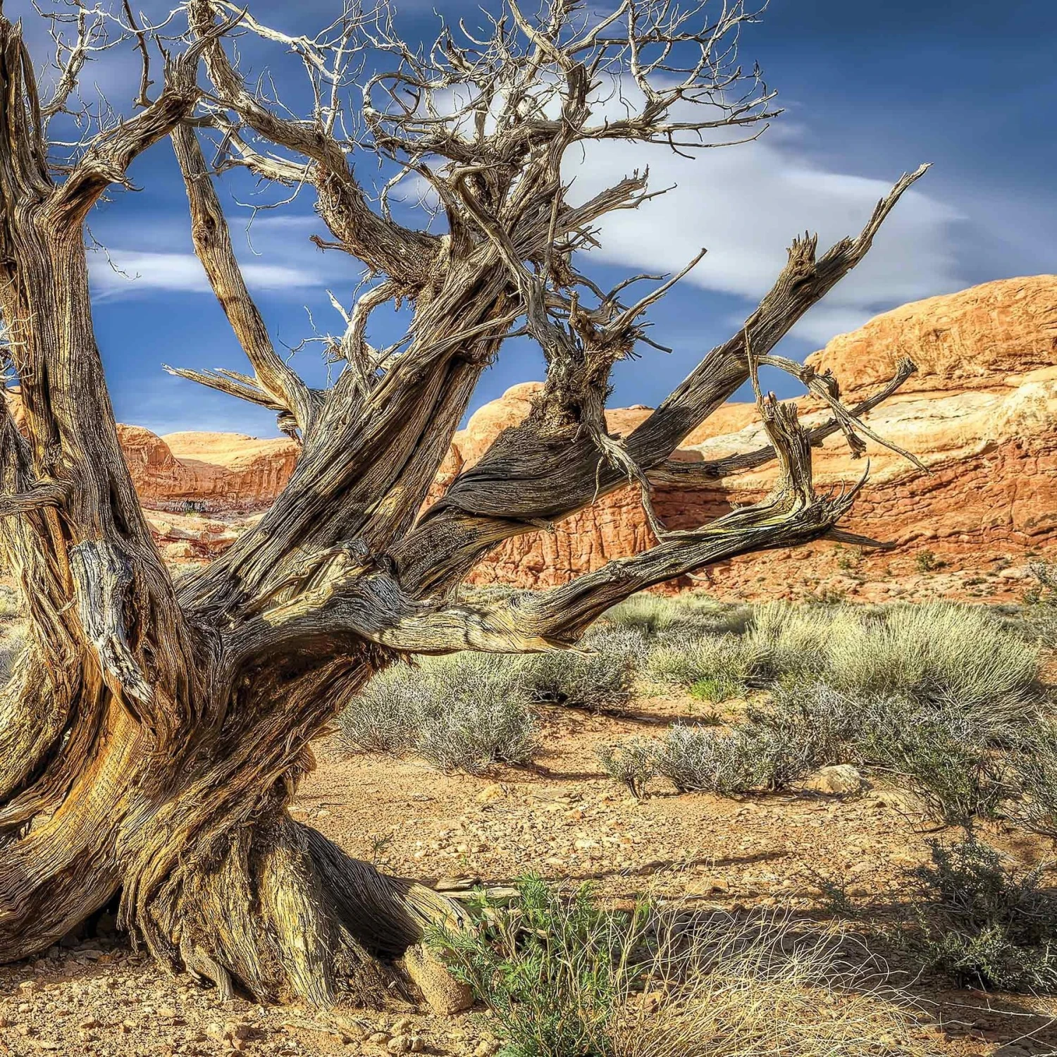 Galapagos Terrarium Background - Image 4