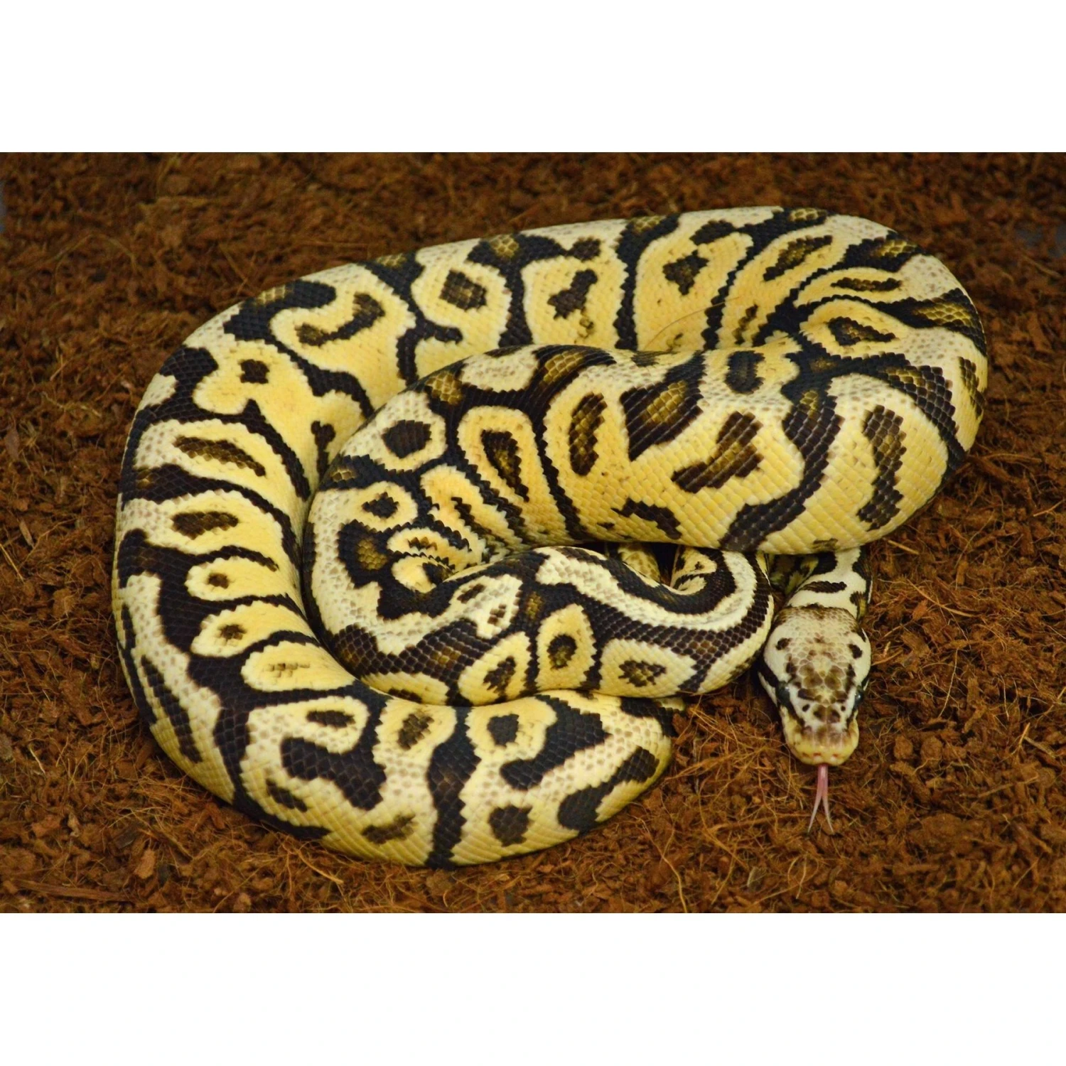 Reptile Prime Coconut Fiber Reptile Substrate, 24-qt Bag - Image 3