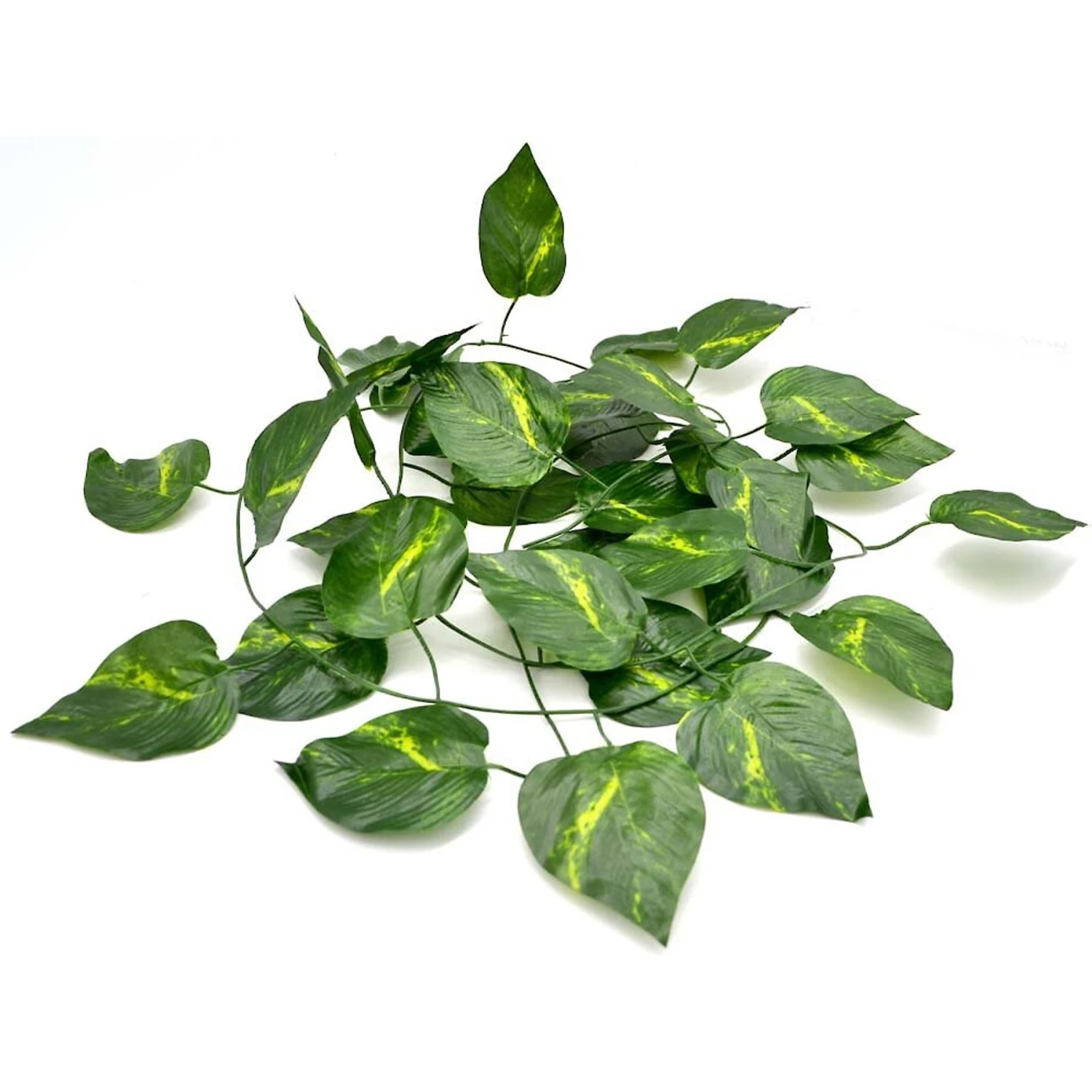 XYZReptiles Boa Constrictor Reptile Starter Kit - Image 9