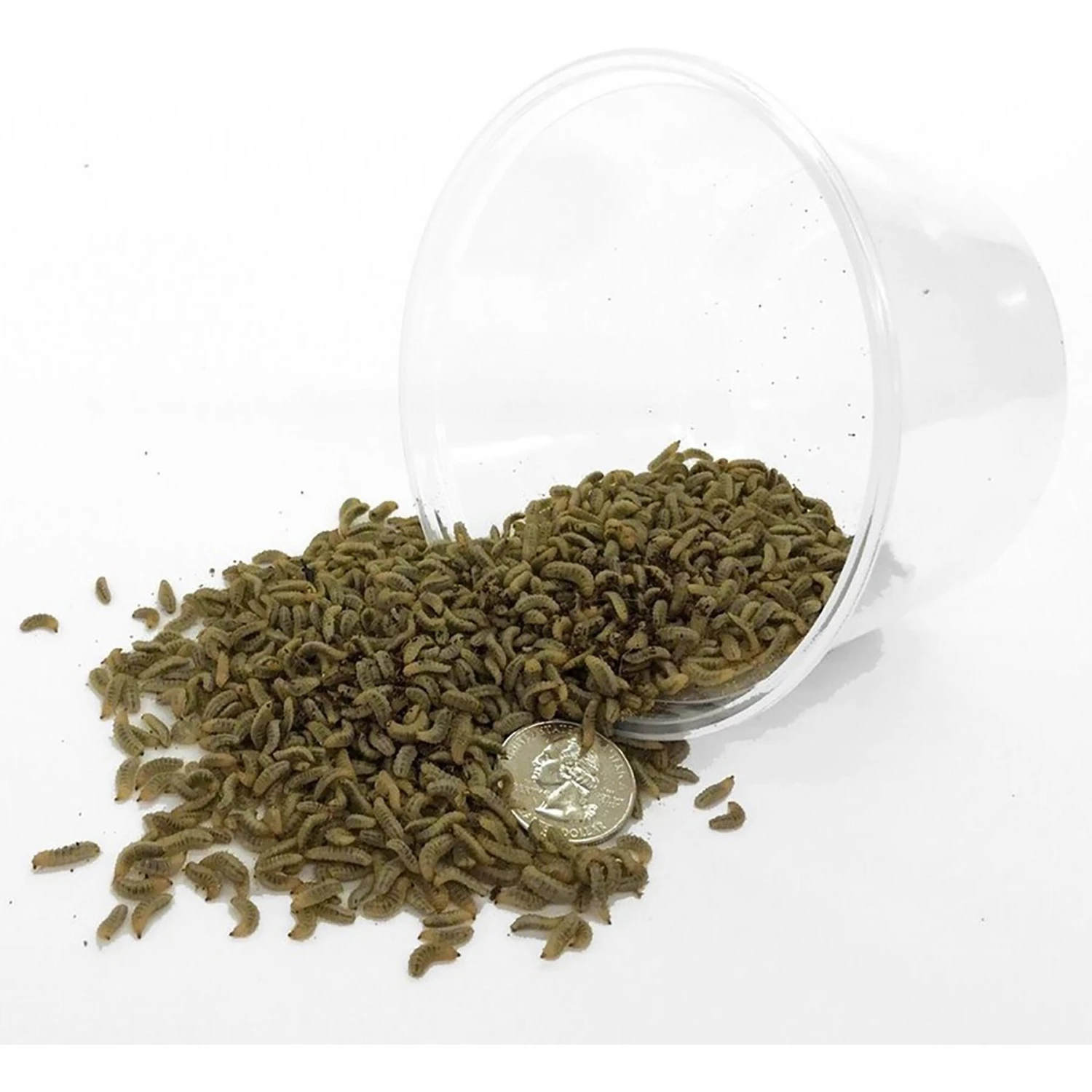 Symton Small Live Black Soldier Fly Larvae Lizard Food - Image 2