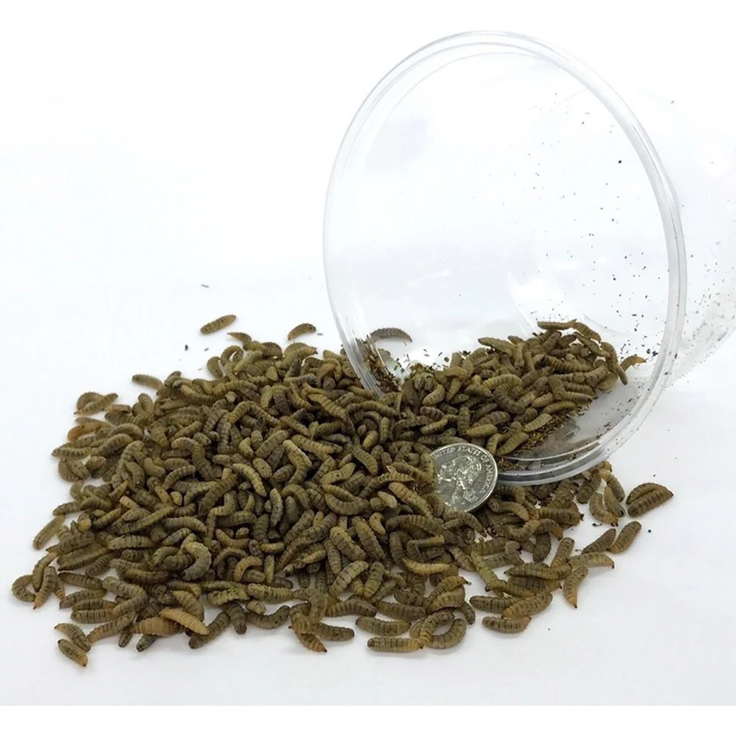 Symton Medium Live Black Soldier Fly Larvae Lizard Food - Image 2