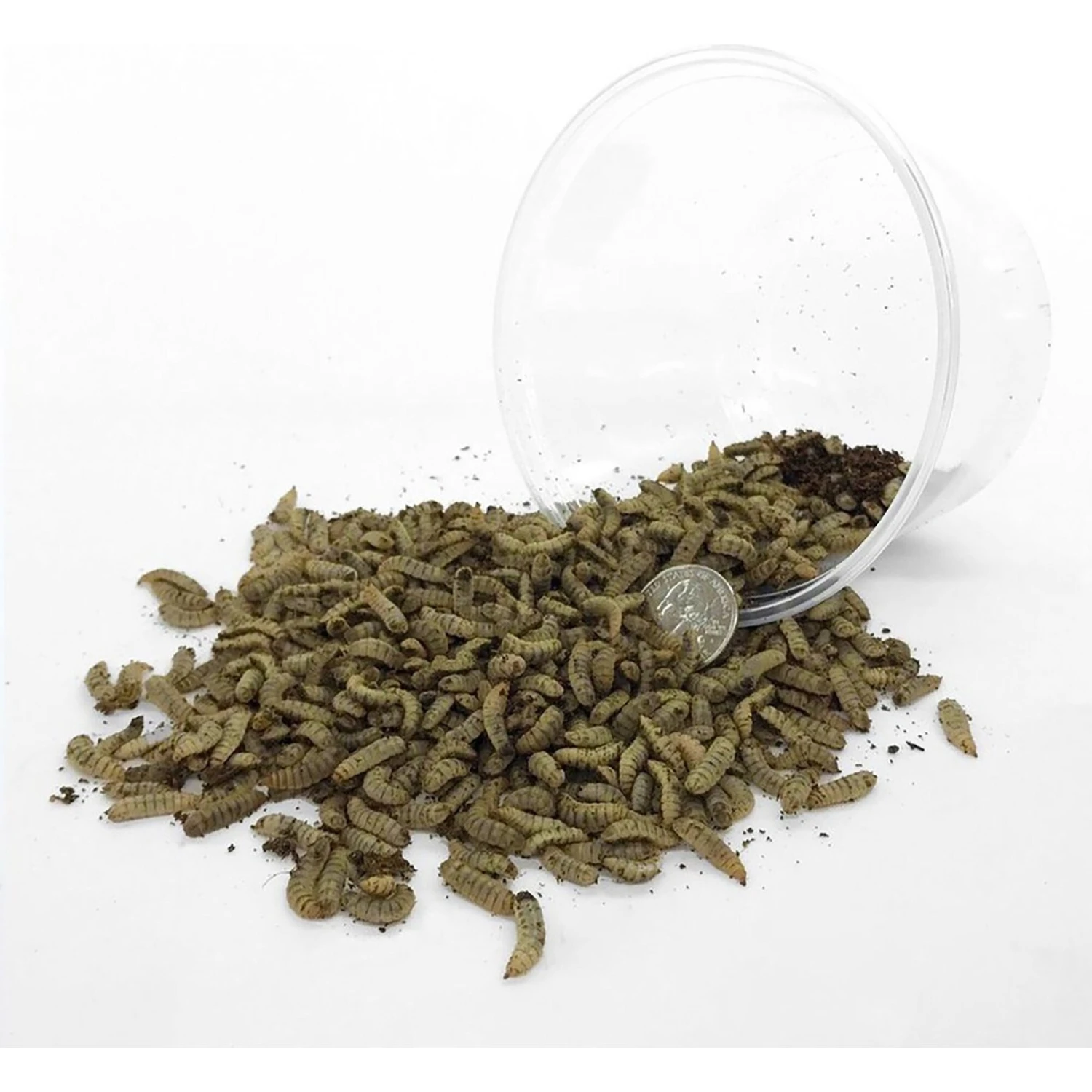 Symton Large Live Black Soldier Fly Larvae Lizard Food - Image 2