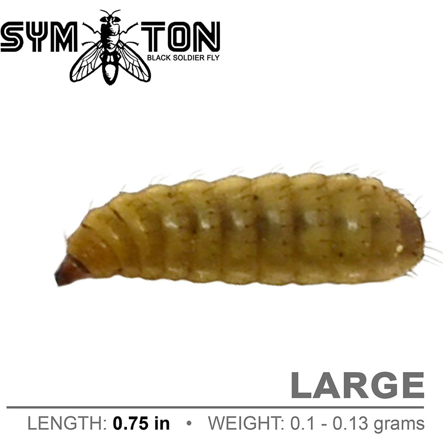Symton Large Live Black Soldier Fly Larvae Lizard Food - Image 4