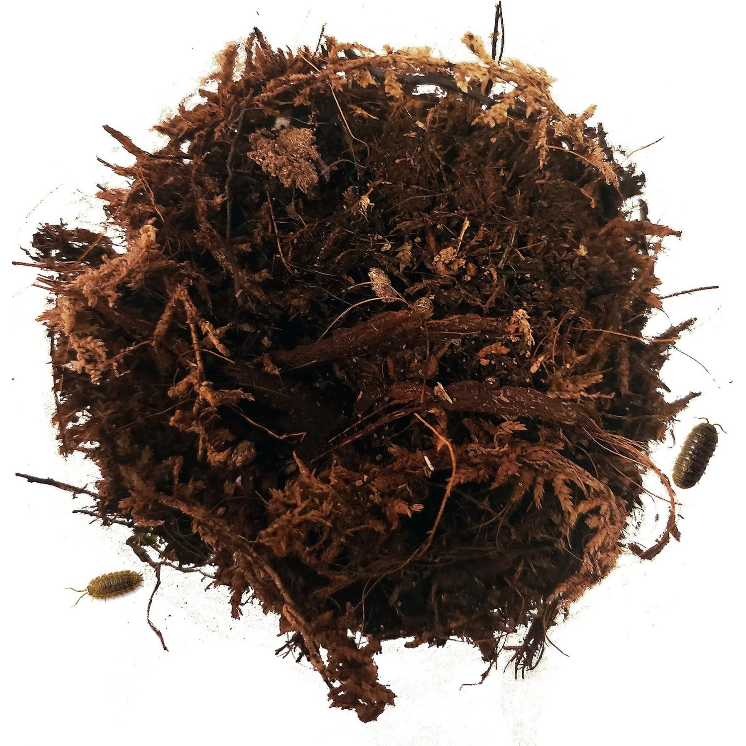 Exoticare Isocare Premium Isopod Reptile Substrate Mix - Image 2