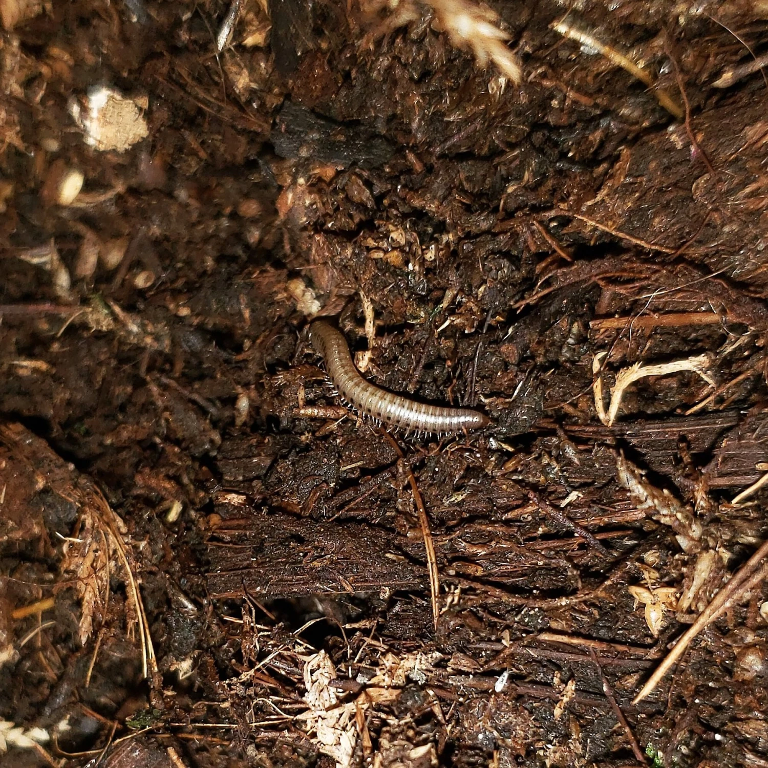 Exoticare Isocare Premium Isopod Reptile Substrate Mix - Image 4