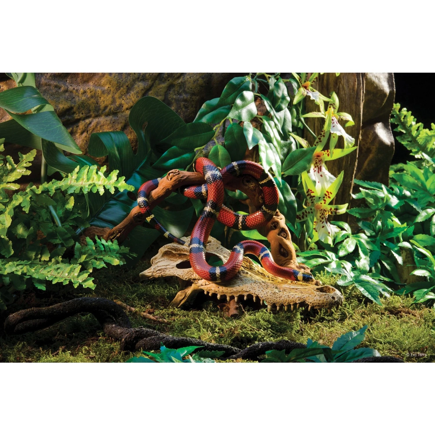 Exo Terra Croc Skull Repile Terrarium Decor - Image 5