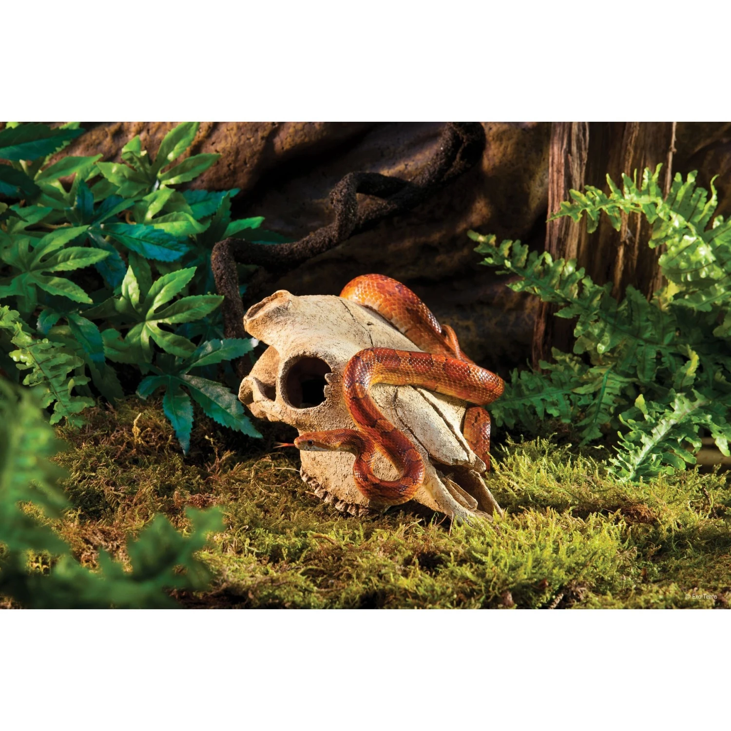 Exo Terra Buffalo Skull Terrarium Décor - Image 4