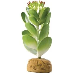 Exo Terra Jade Cactus Reptile Terrarium Plant