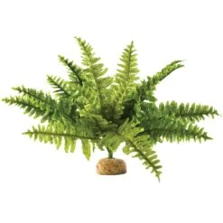 Exo Terra Boston Fern Rainforest Reptile Terrarium Plant