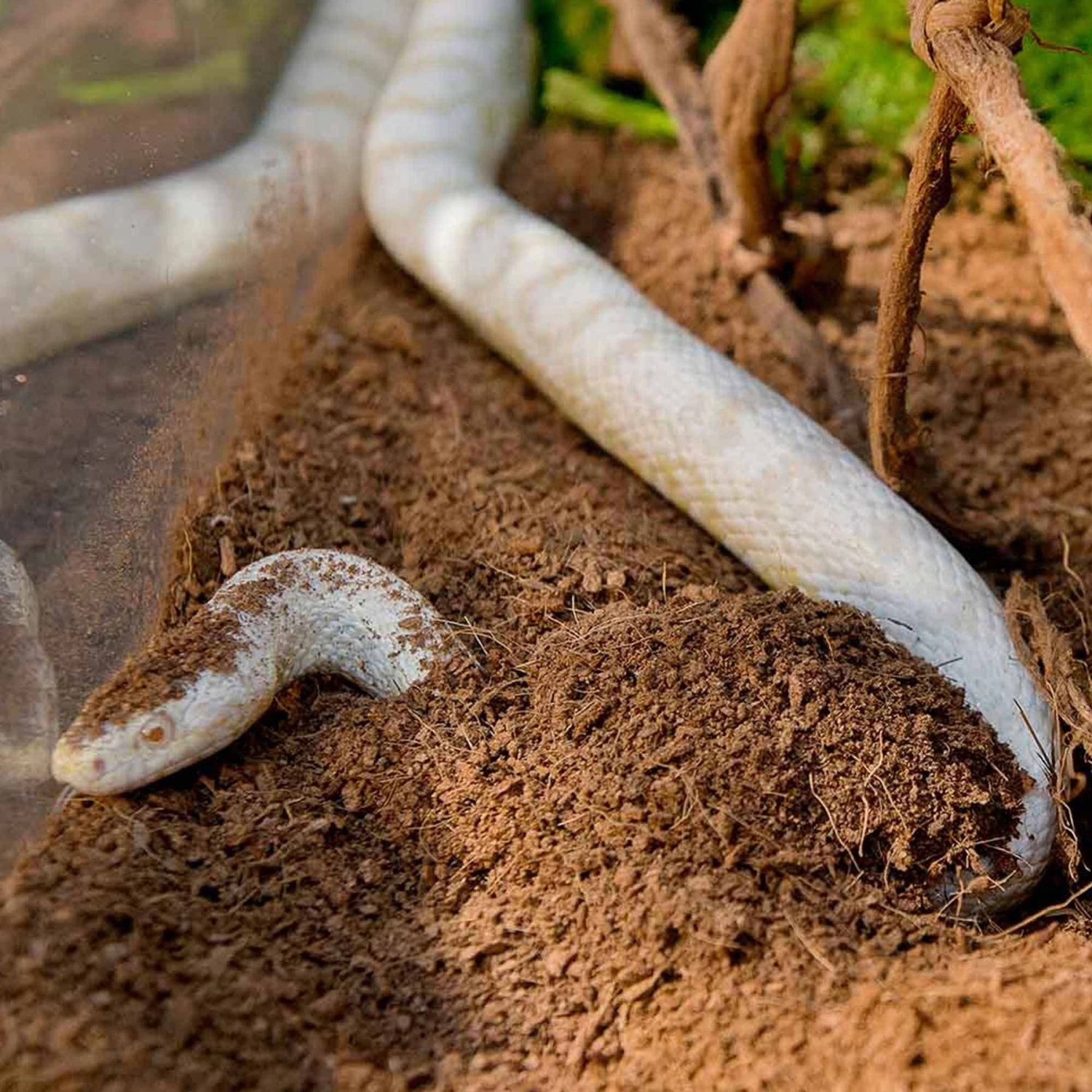 Galapagos Tropicoco Coconut Soil Reptile Bedding - Image 4