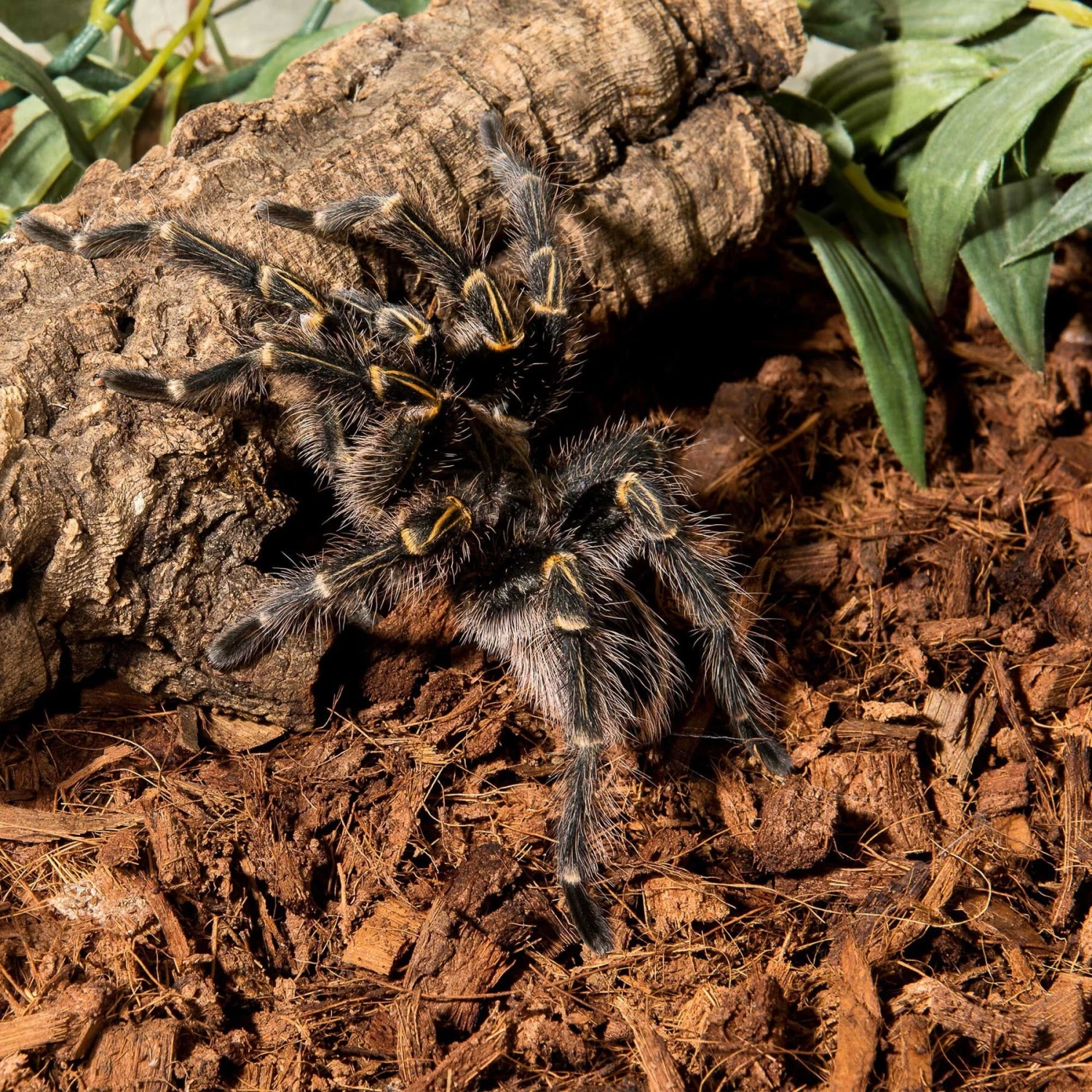 Galapagos Tropicoco Husk Coconut Reptile Bedding, 8-qt Bag - Image 3